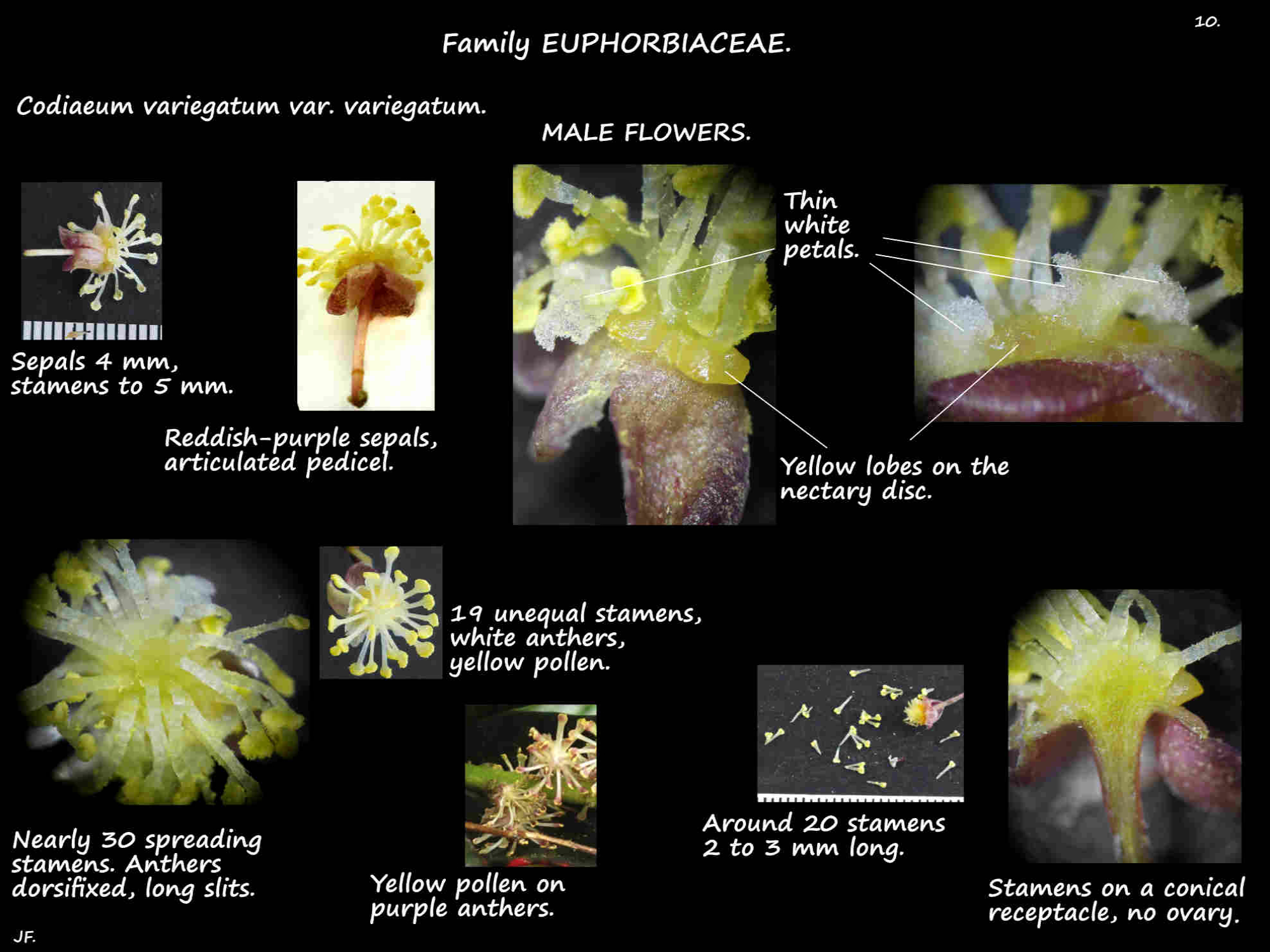 10 Male Codiaeum variegatum flowers