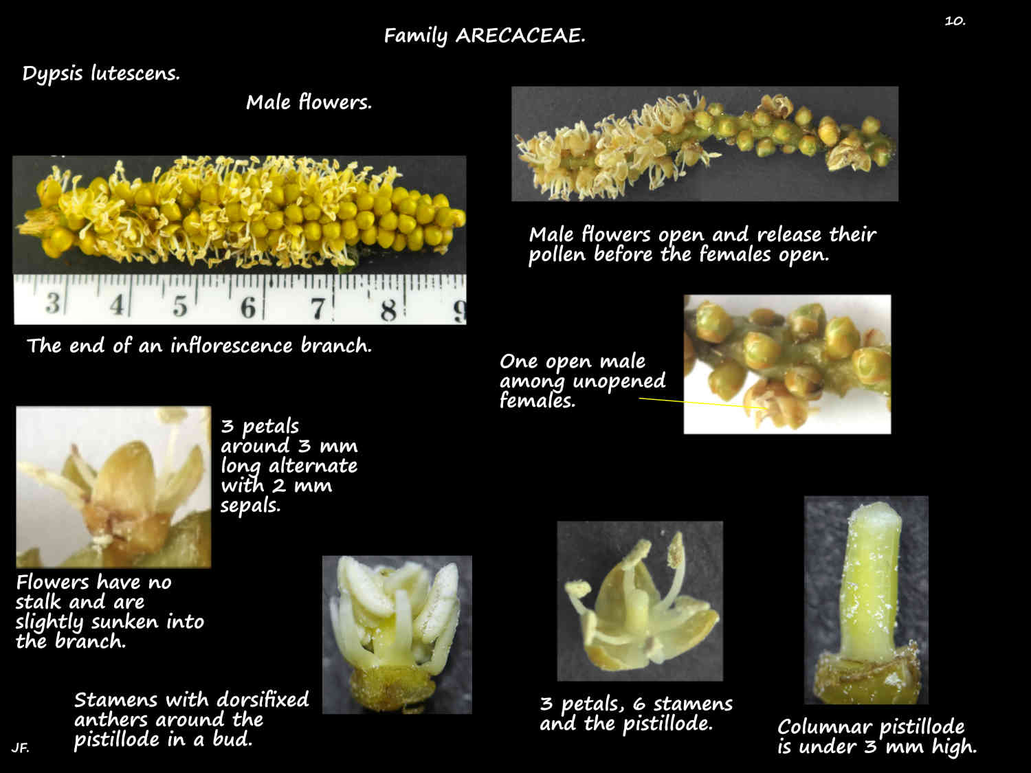 10 Male Dypsis lutescens flowers