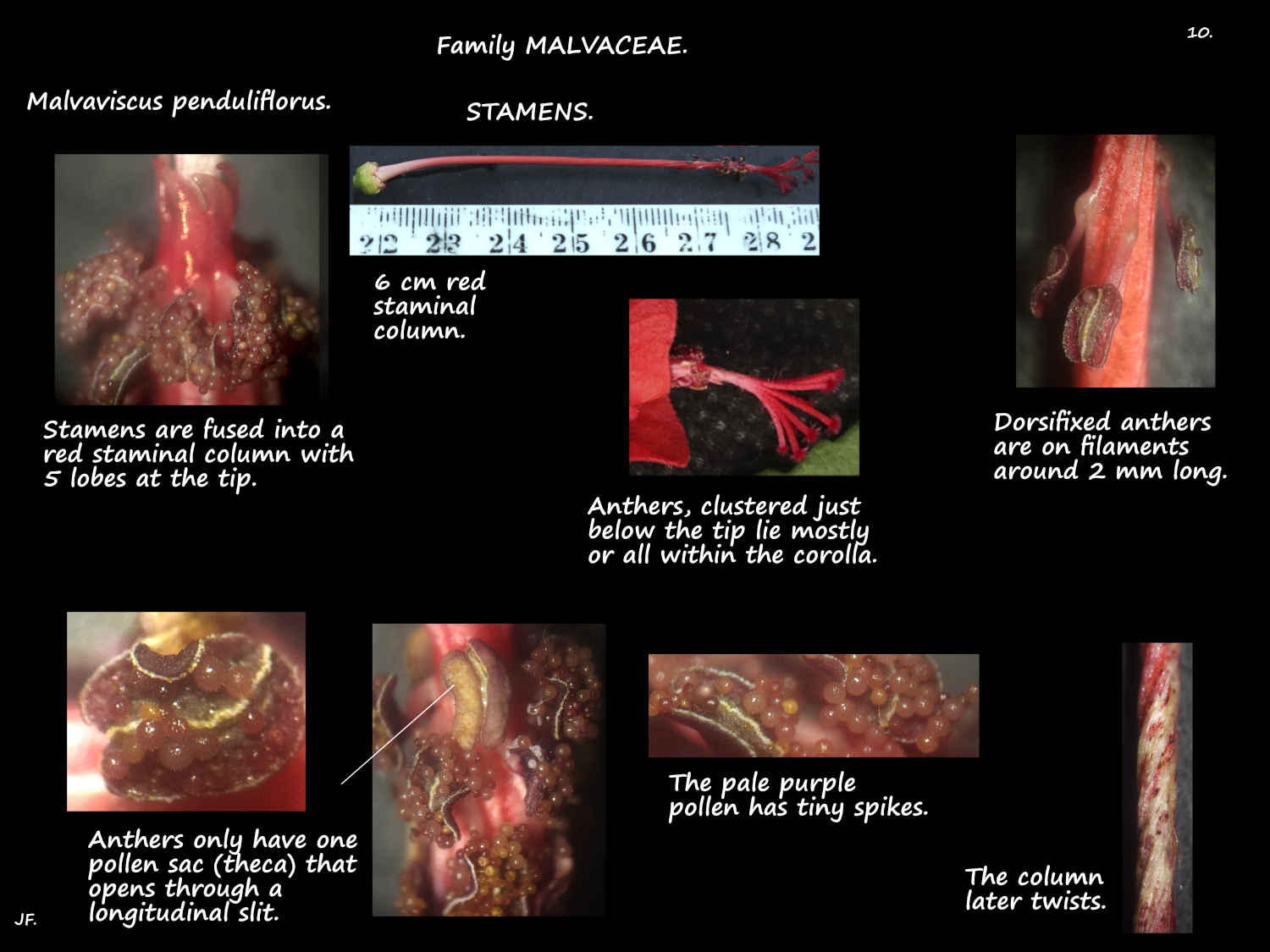 10 Malvaviscus penduliflorus staminal column