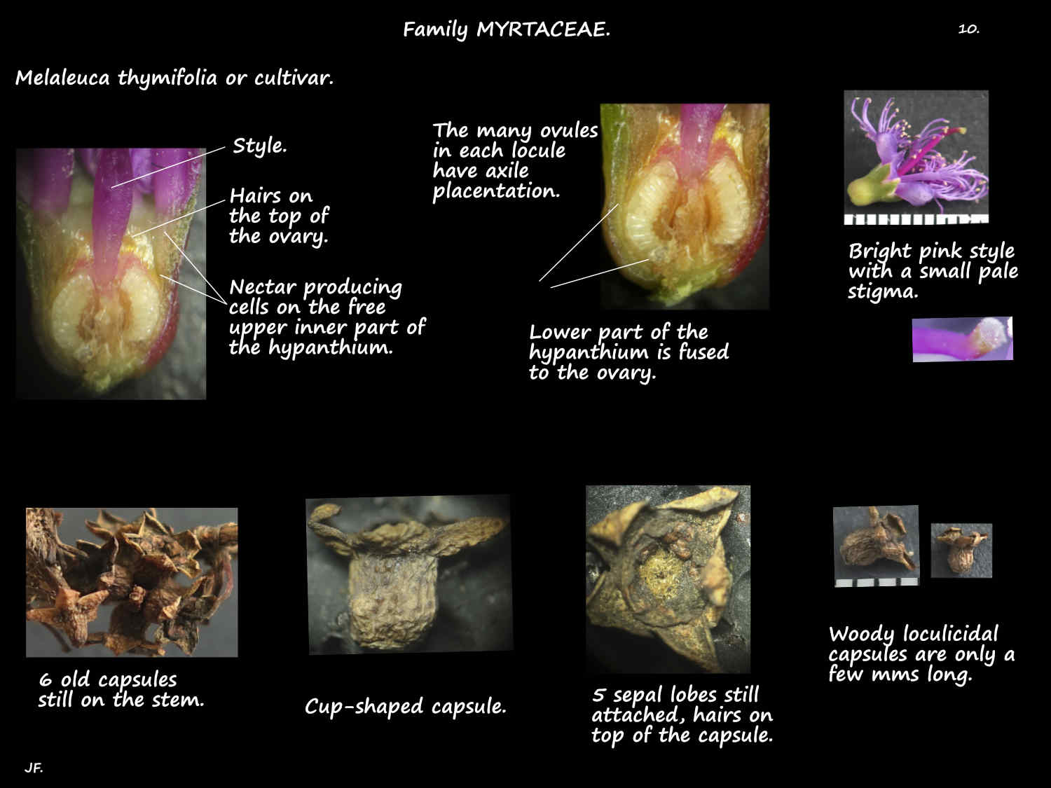 10 Melaleuca thymifolia ovary & capsules