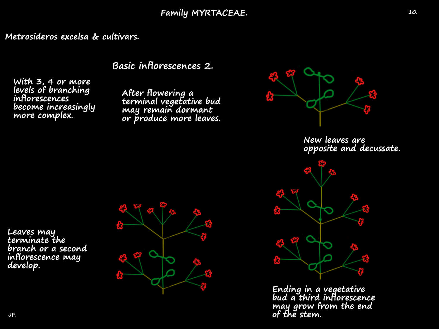 10 More complex Metrosideros inflorescences
