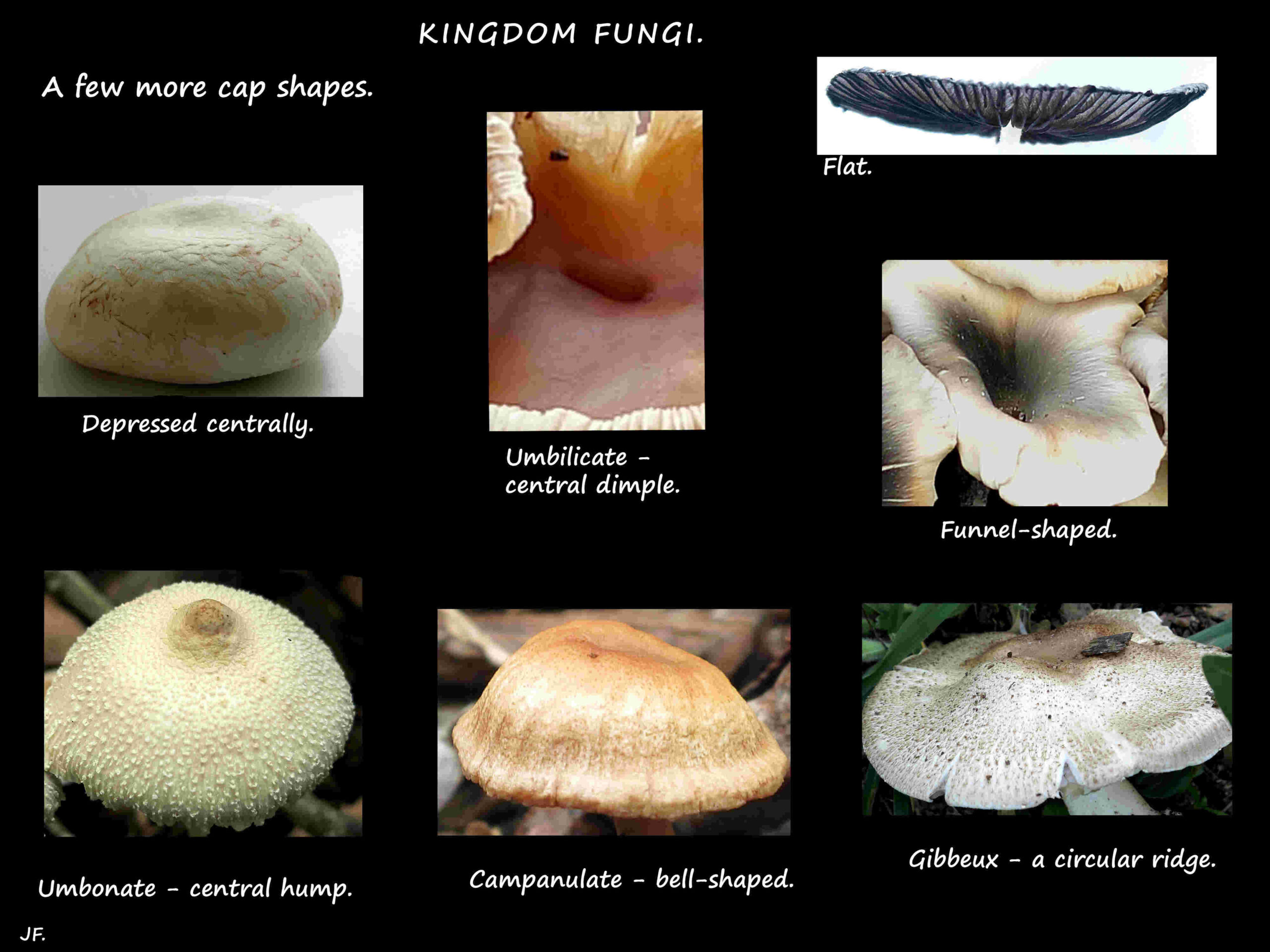 10 Some mushroom cap shape