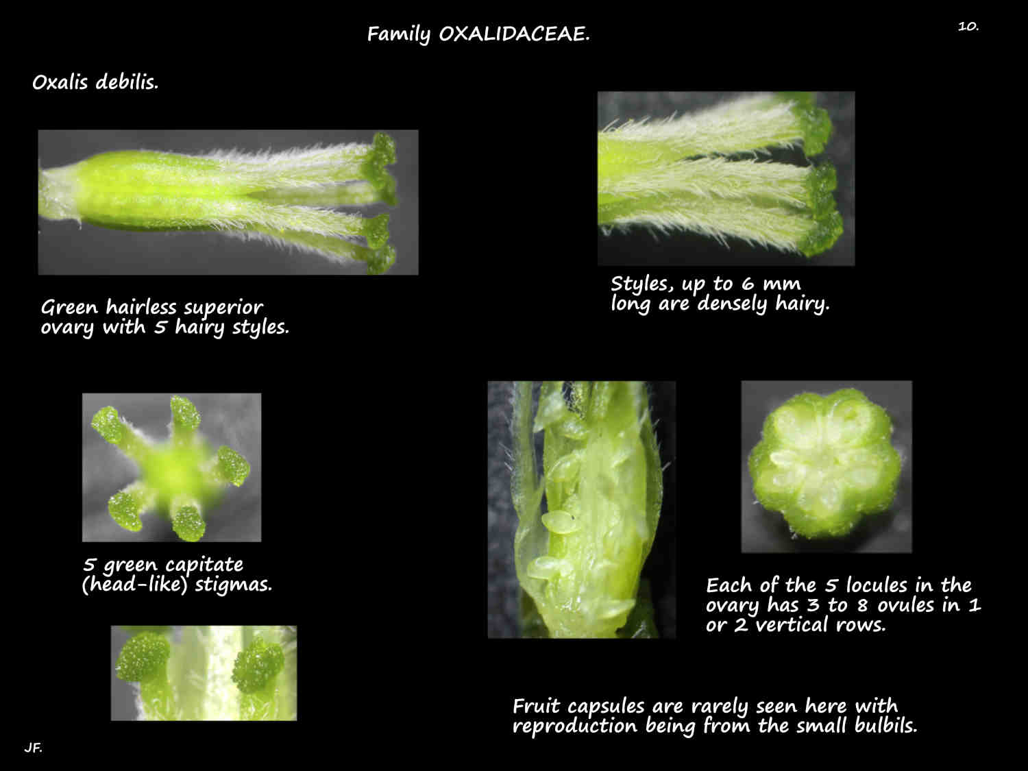 10 Oxalis debilis ovary, styles & stigmas