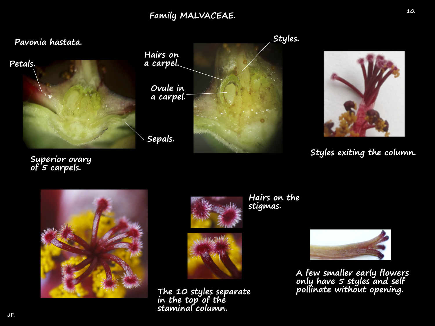 10 Pavonia hastata ovary & styles