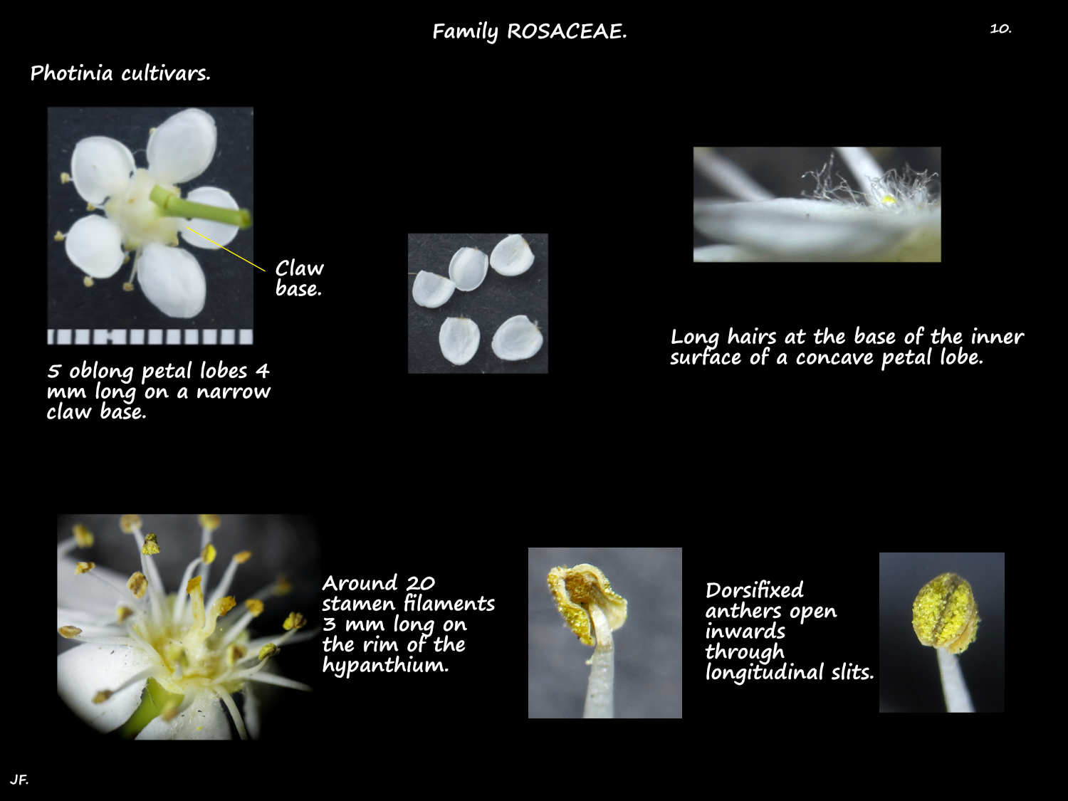 10 Photinia petals & stamens