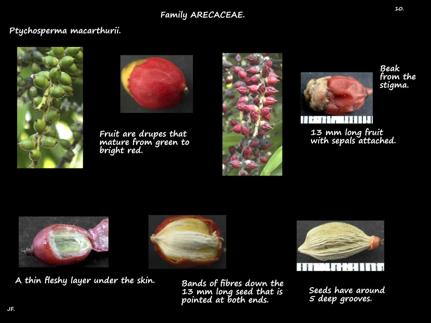 10 Ptychosperma macarthurii fruit & seeds