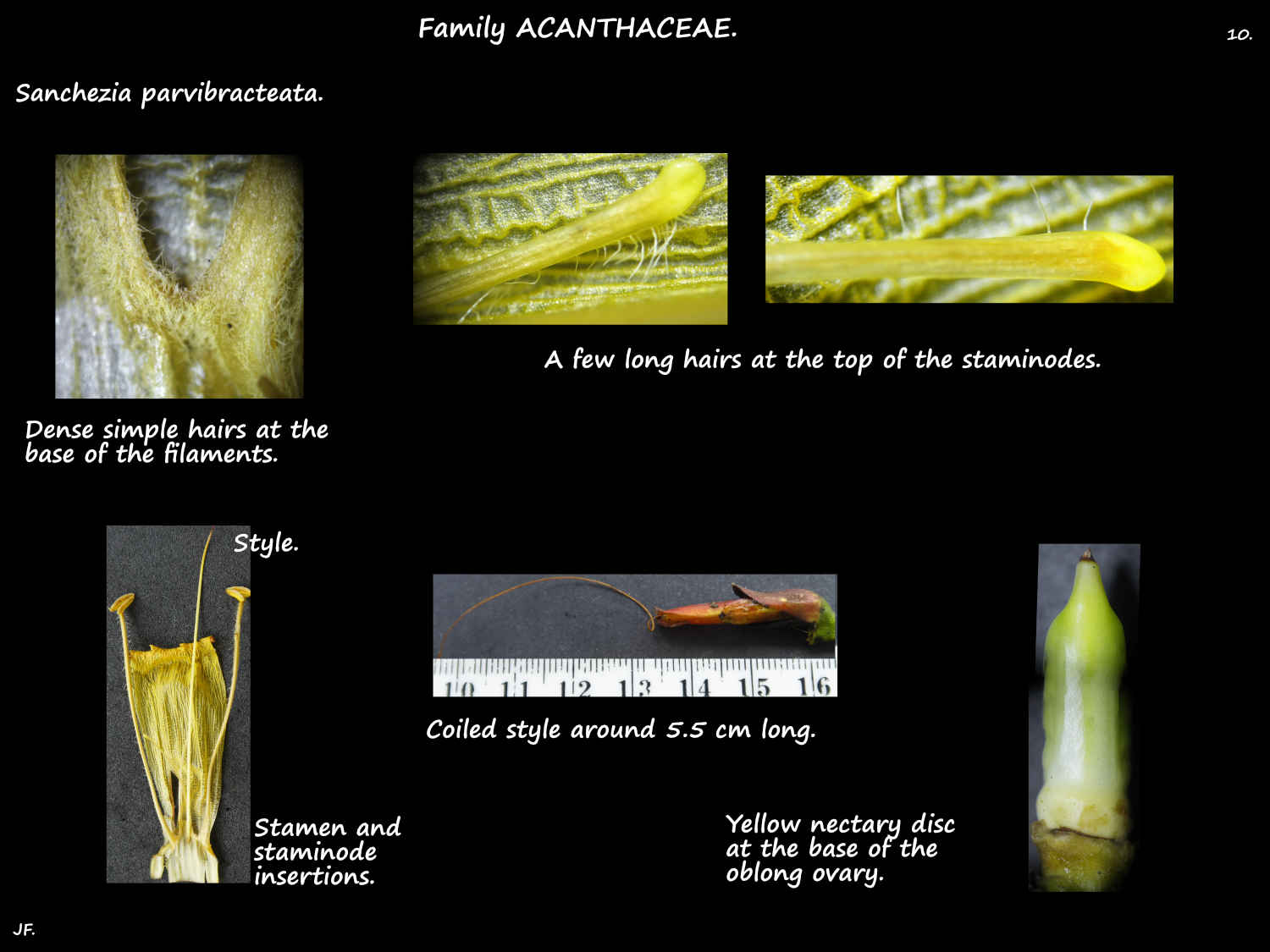 10 Sanchezia parvibracteata nectary disc
