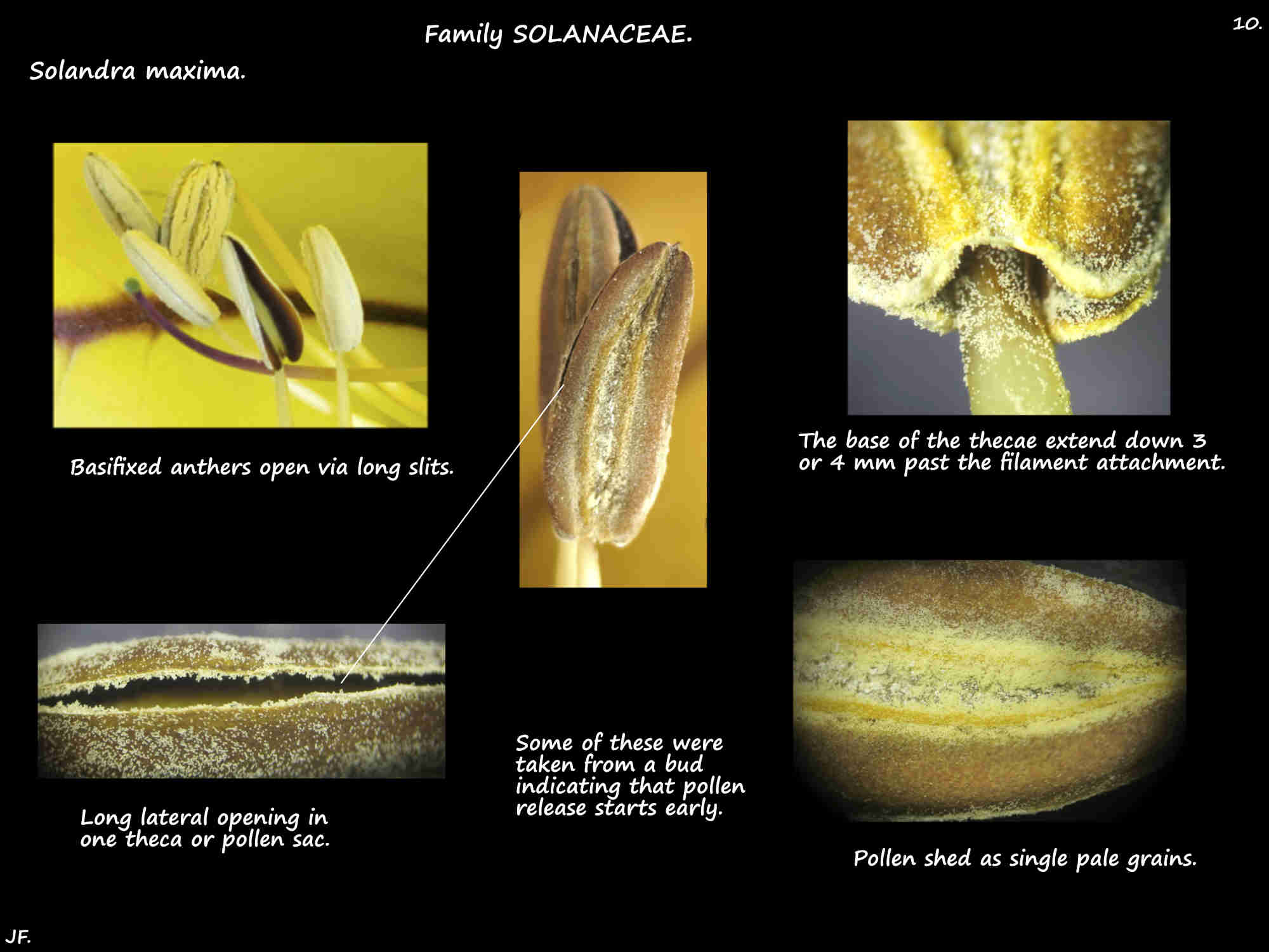 10 Solandra maxima anthers