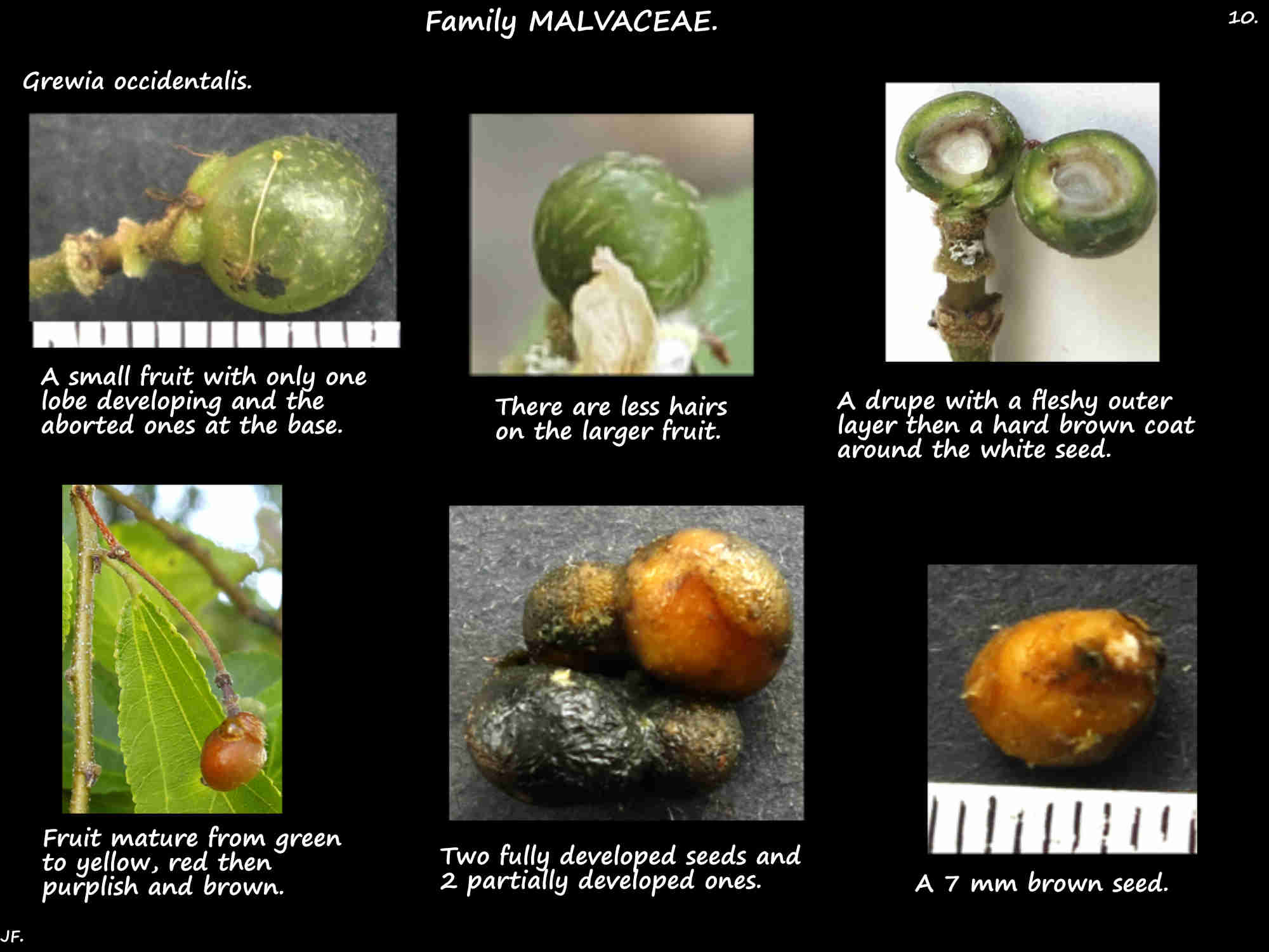 10 The seeds of Grewia occidentalis drupes