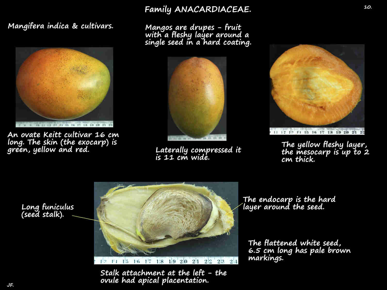 10 The structure of Mango drupes