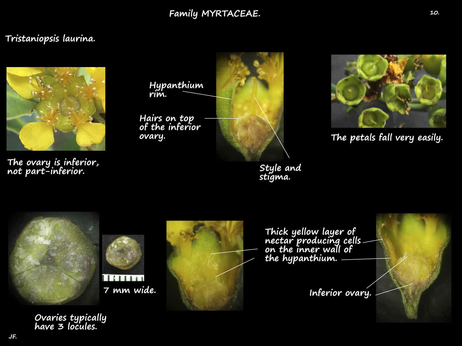 10 Tristaniopsis laurina ovary & nectary
