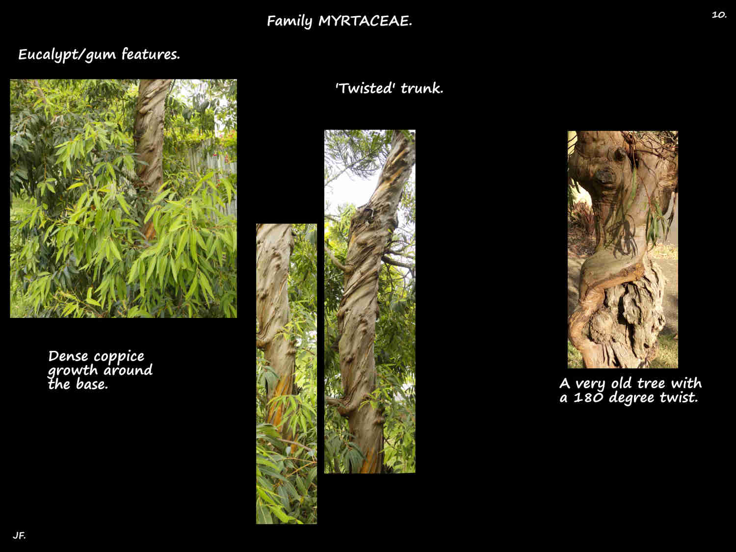 10 'Twisted' eucalypt trunk