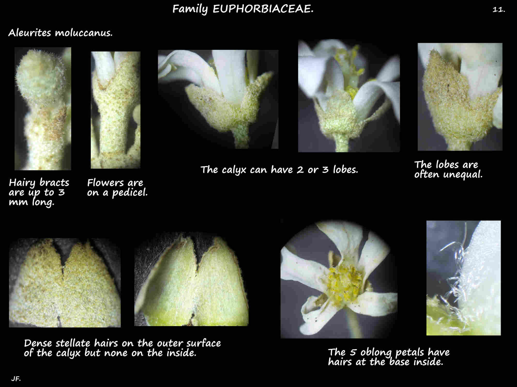 11 Aleurites moluccanus sepals & petals