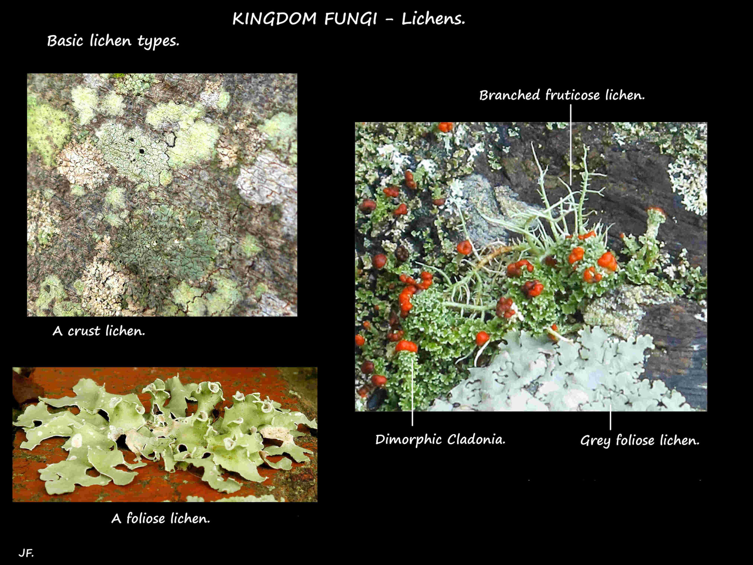 11 Basic lichen forms