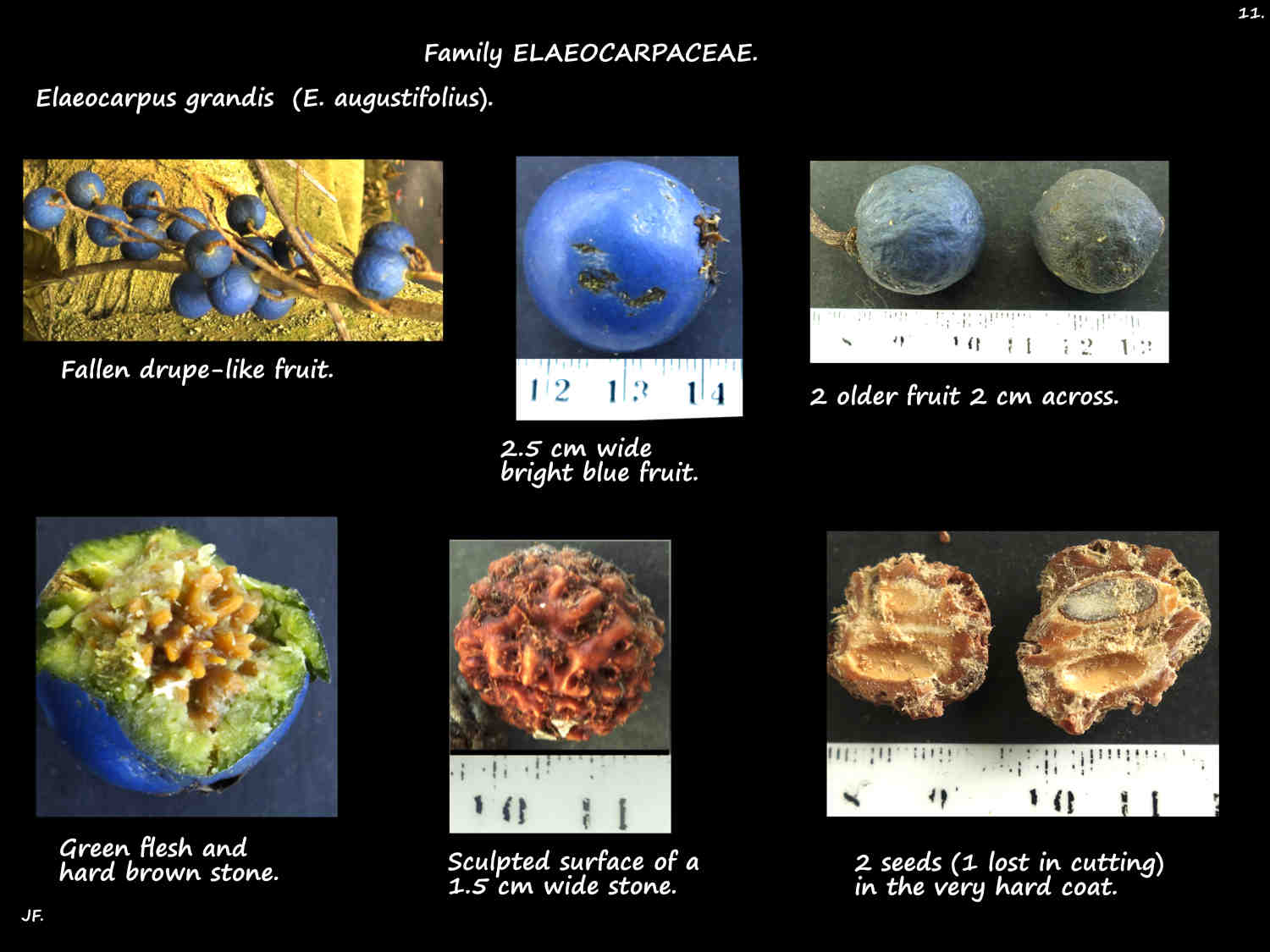 11 Blue Quandong fruit