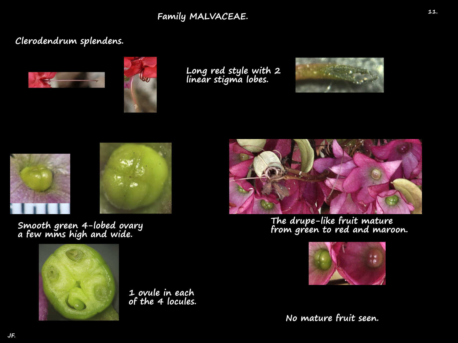 11 Clerodendrum splendens ovary