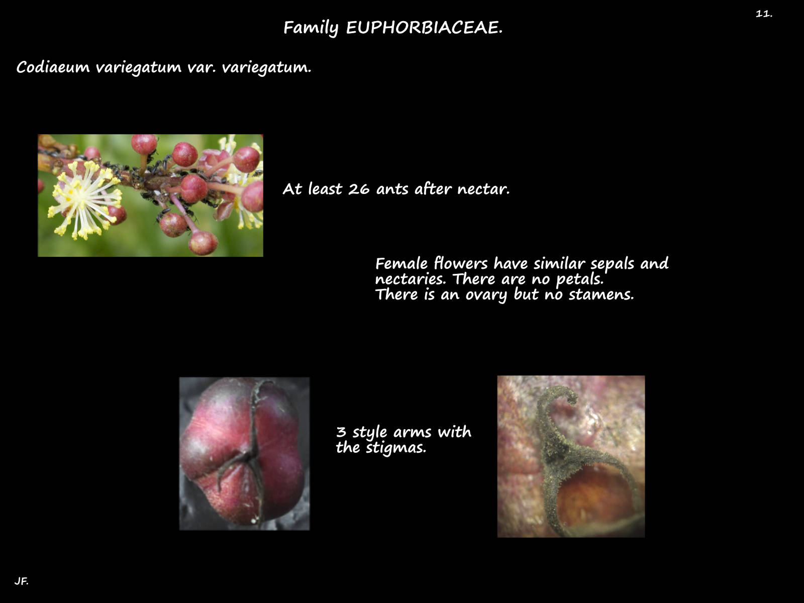 11 Codiaeum variegatum stigmas
