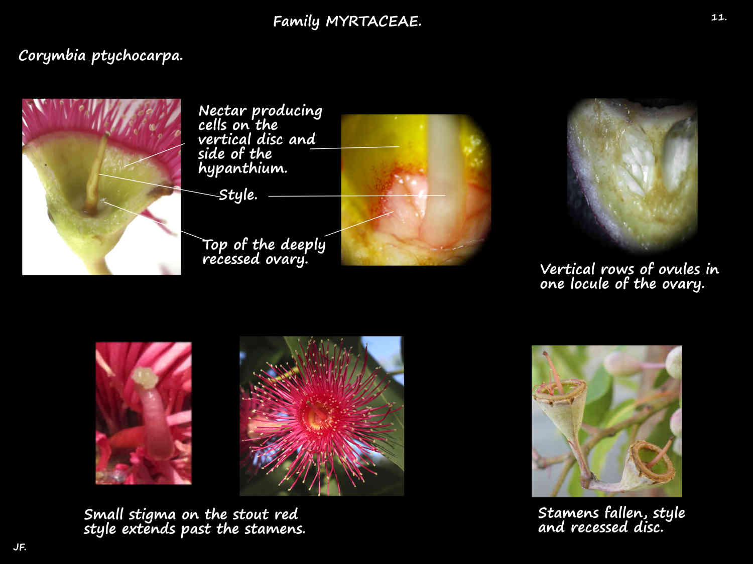 11 Corymbia ptychocarpa ovary