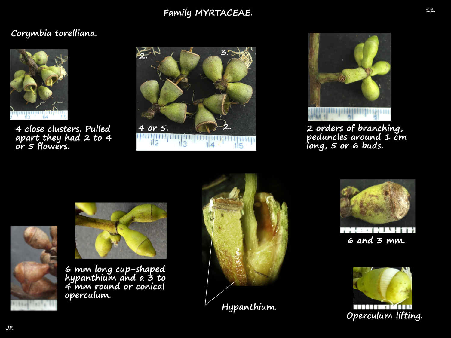 11 Corymbia torelliana buds