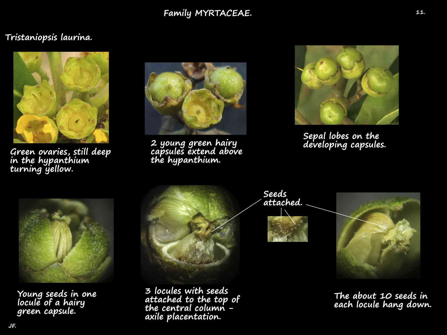 11 Developing Tristaniopsis laurina capsules