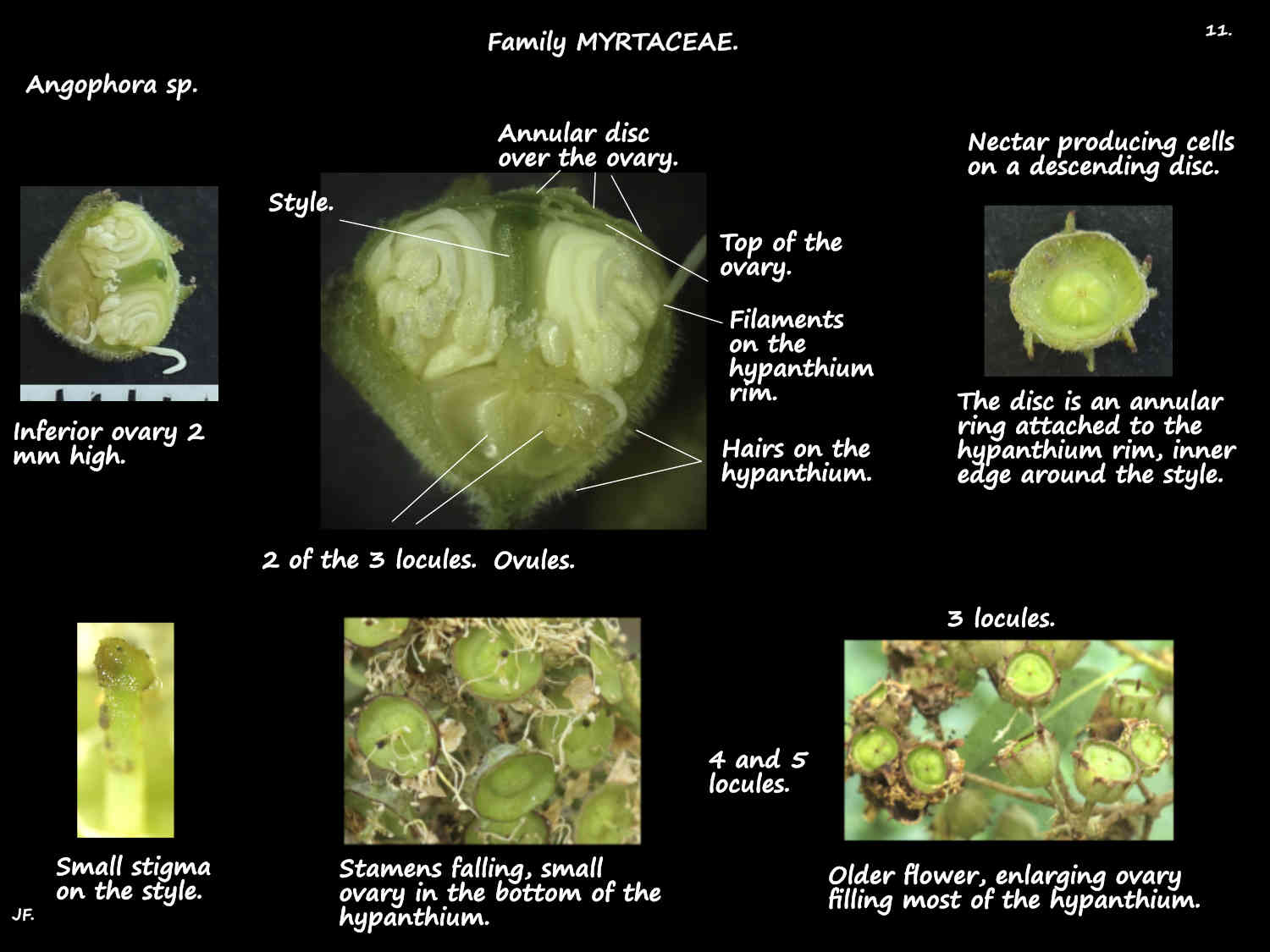 11 Disc over the Angophora ovary