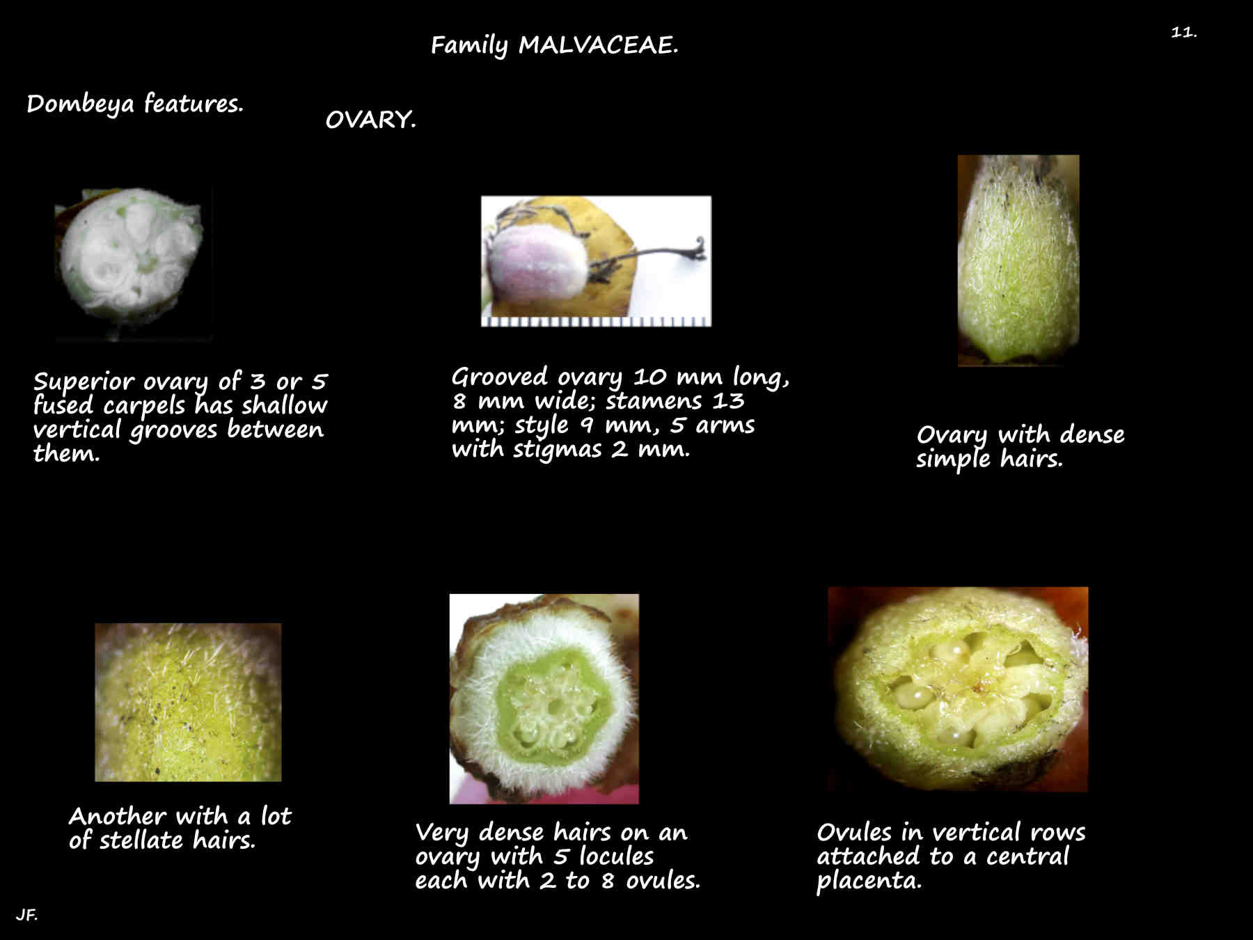 11 Dombeya ovary