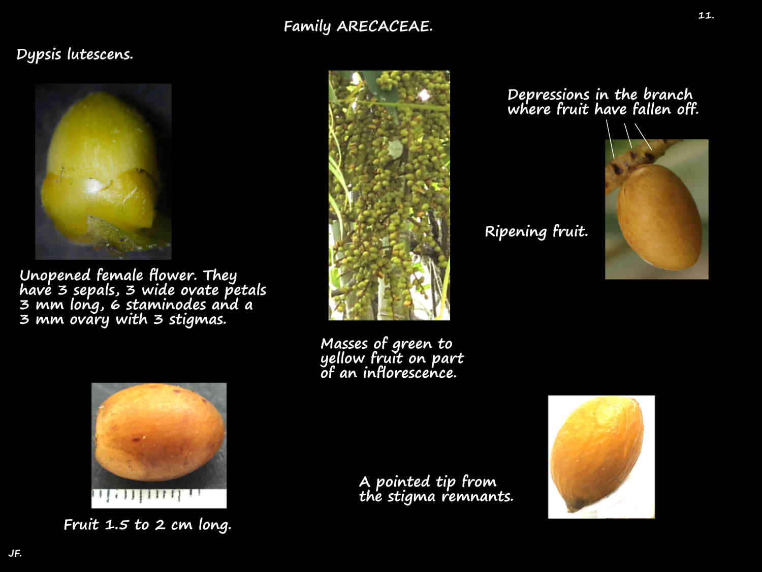 11 Dypsis lutescens fruit