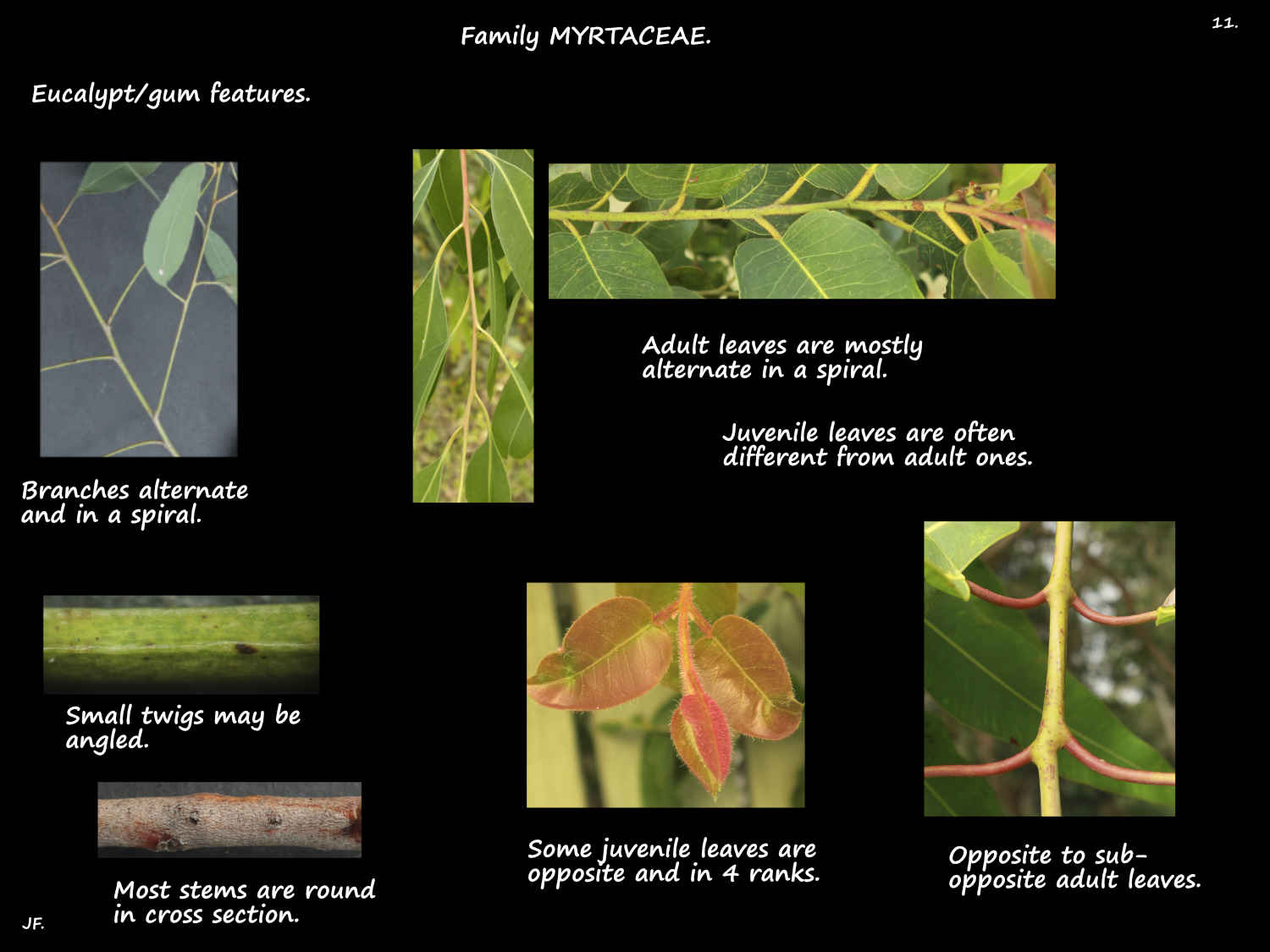 11 Eucalypt leaf arrangment