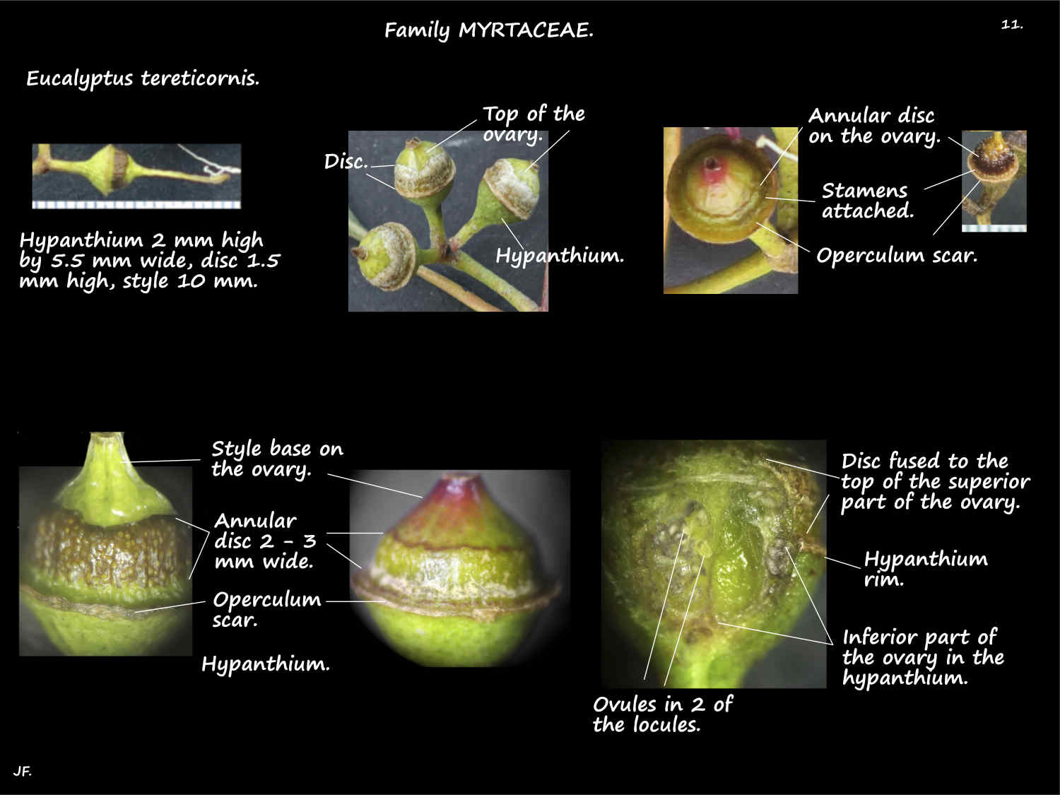 11 Eucalyptus tereticornis disc & hypanthium
