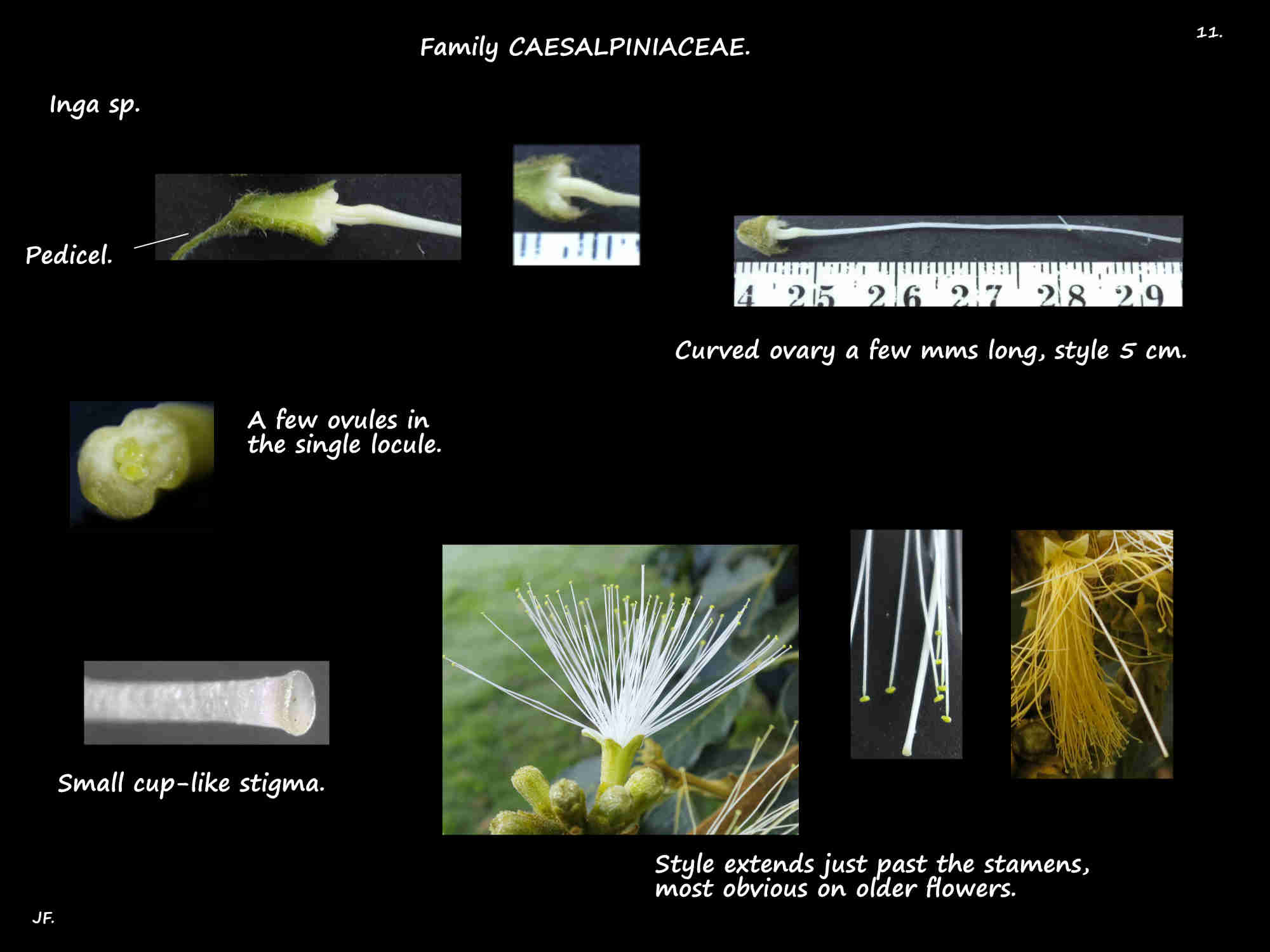 11 Inga ovary, style & stigma