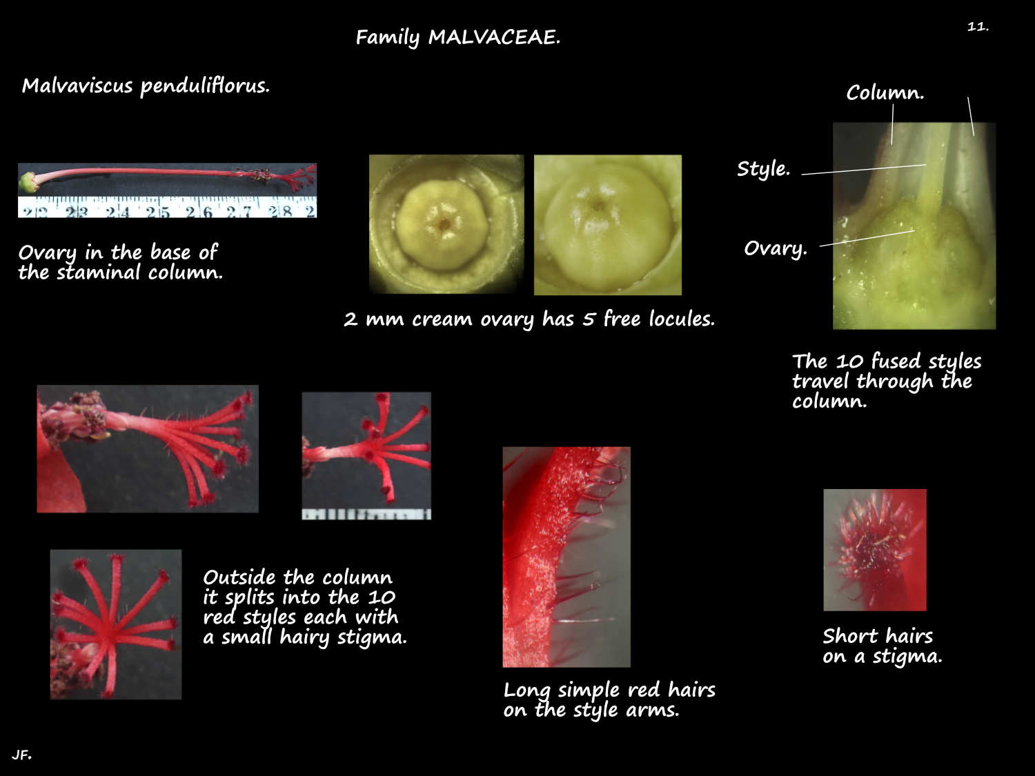 11 Malvaviscus penduliflorus styles