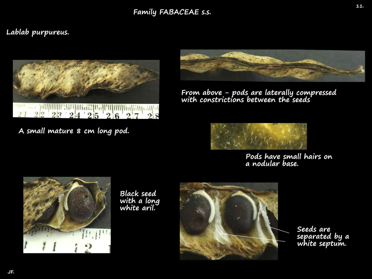 11 Mature Lablab pods & seeds