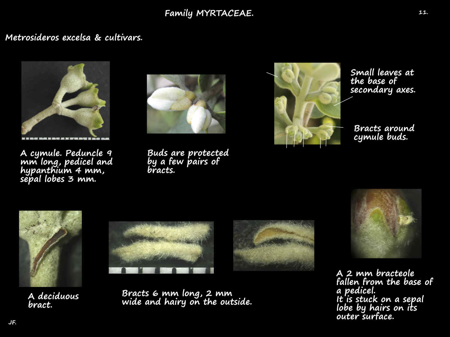 11 Metrosideros bracts