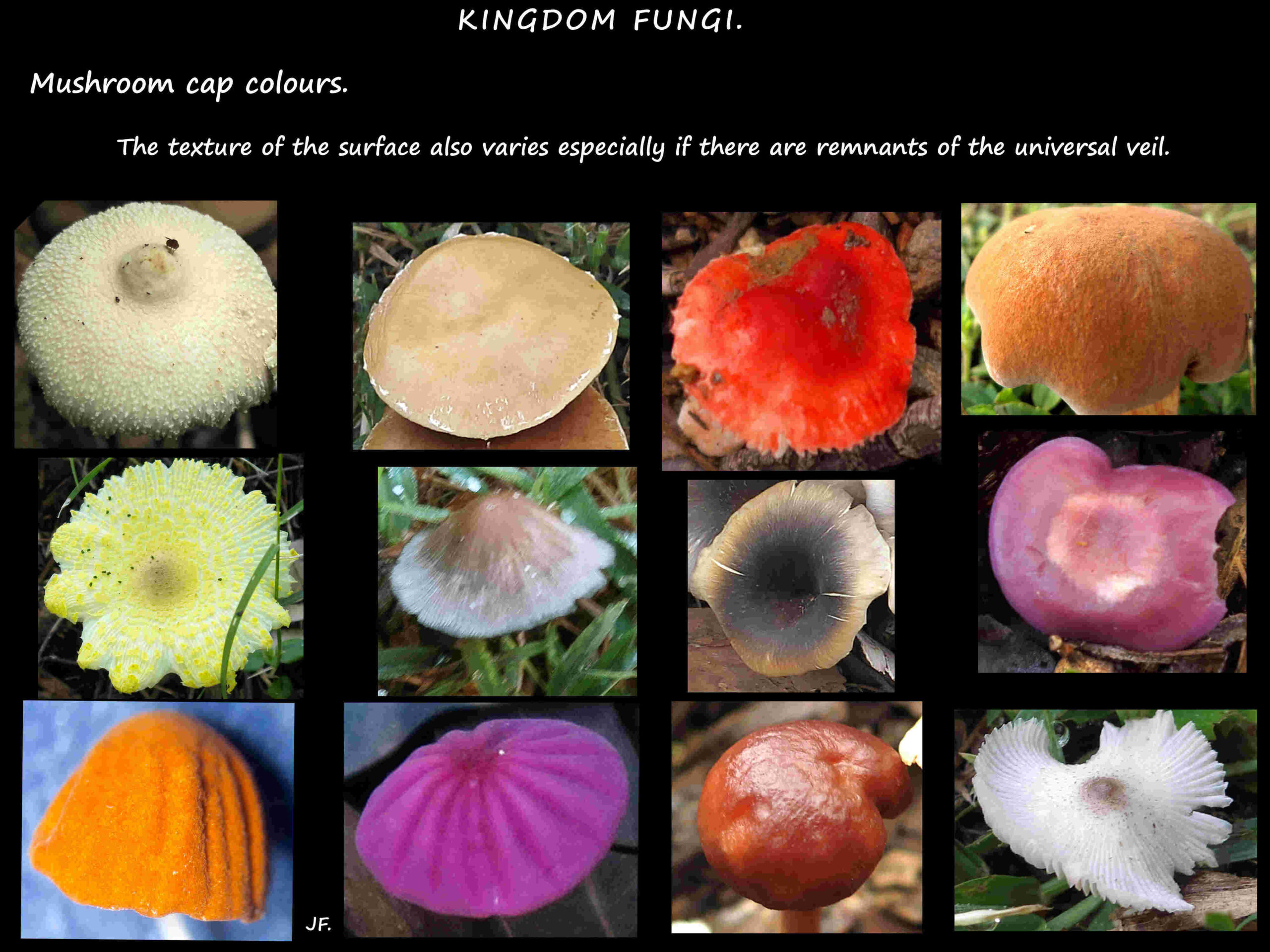 11 Mushroom cap colours