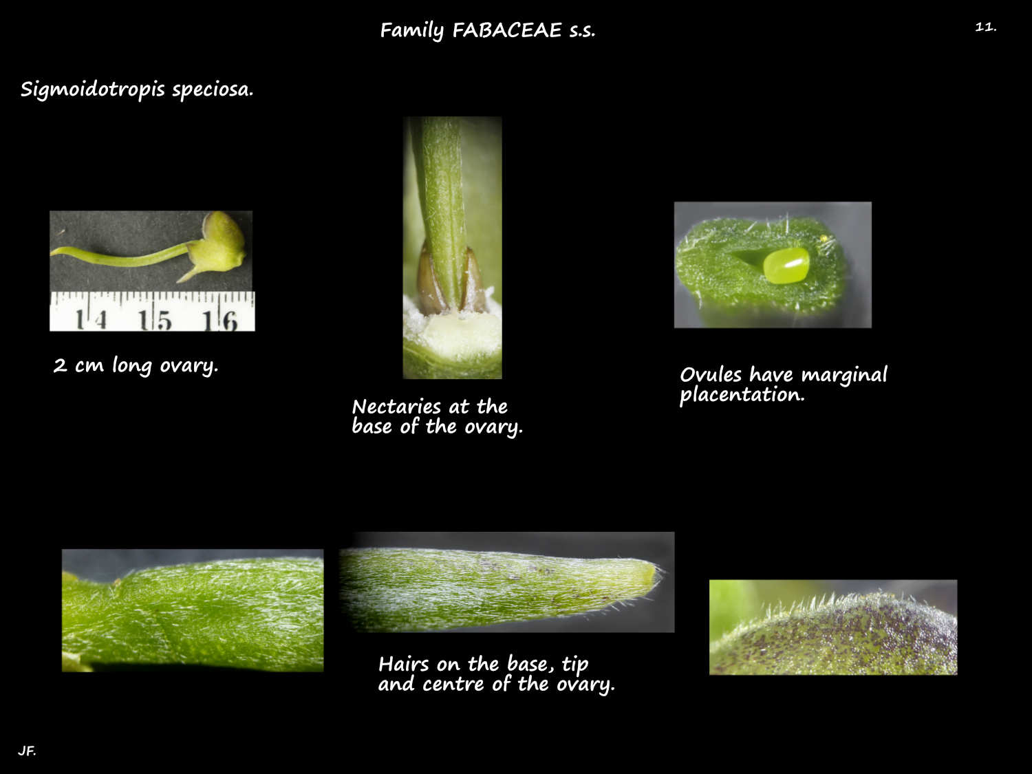 11 Nectaries & the hairy Sigmoidotropis speciosa ovary