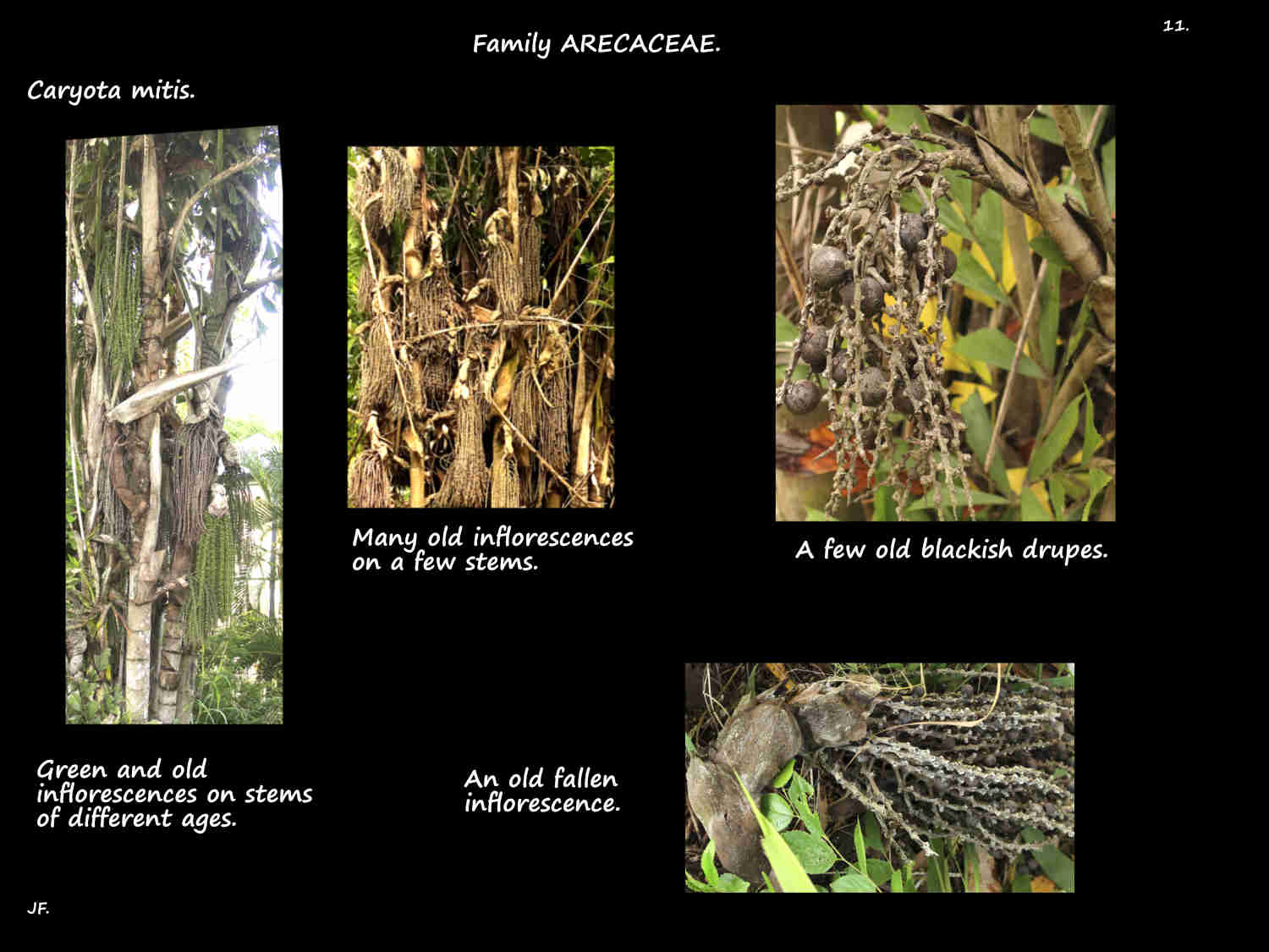 11 Old Fishtail palm inflorescences
