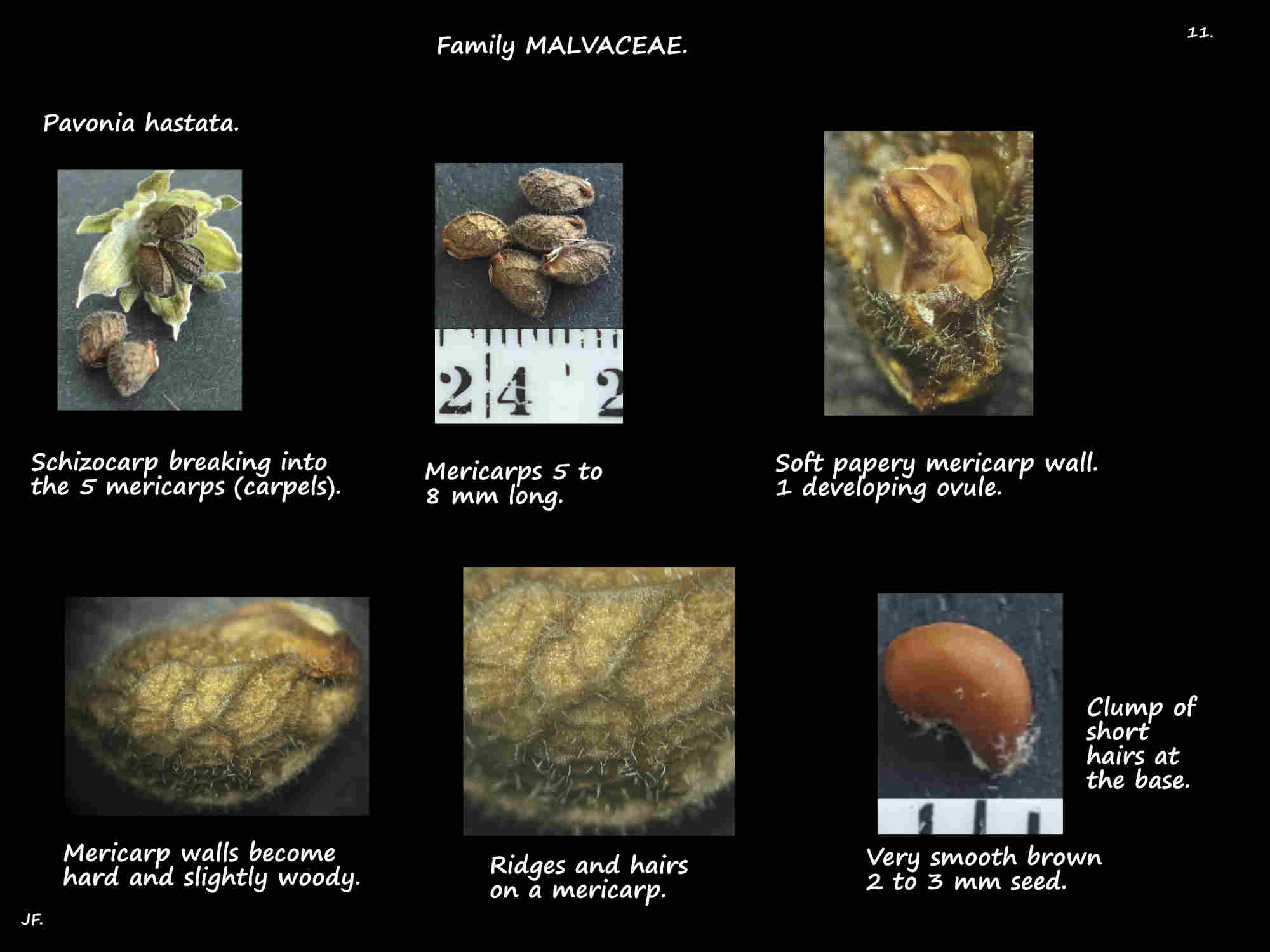 11 Pavonia hastata schizocarps
