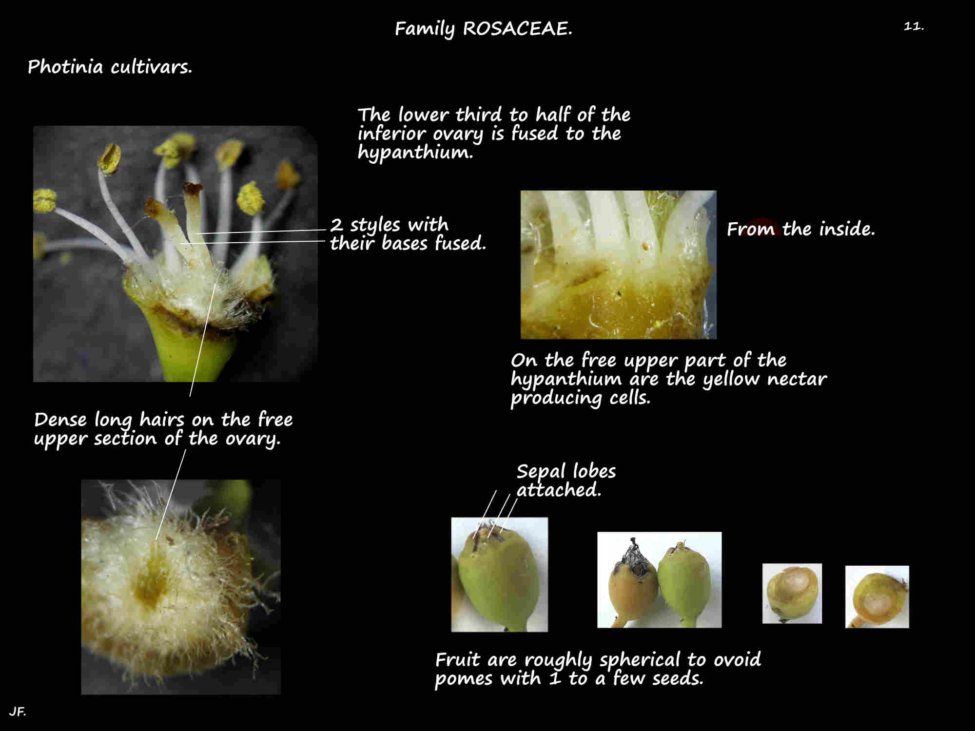 11 Photinia ovary, nectaries, pomes