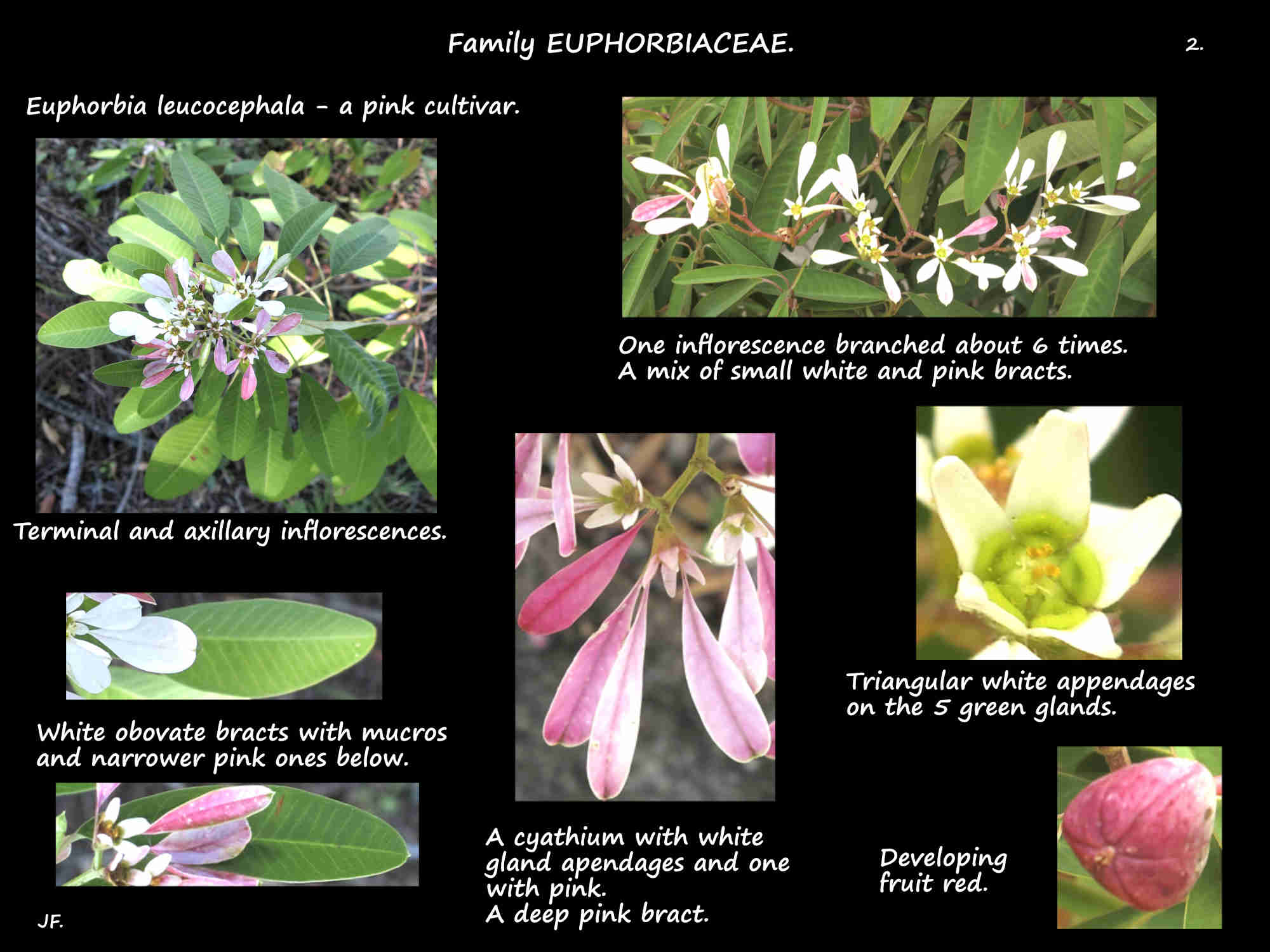 11 Pink Euphorbia leucocephala bracts & gland appendages
