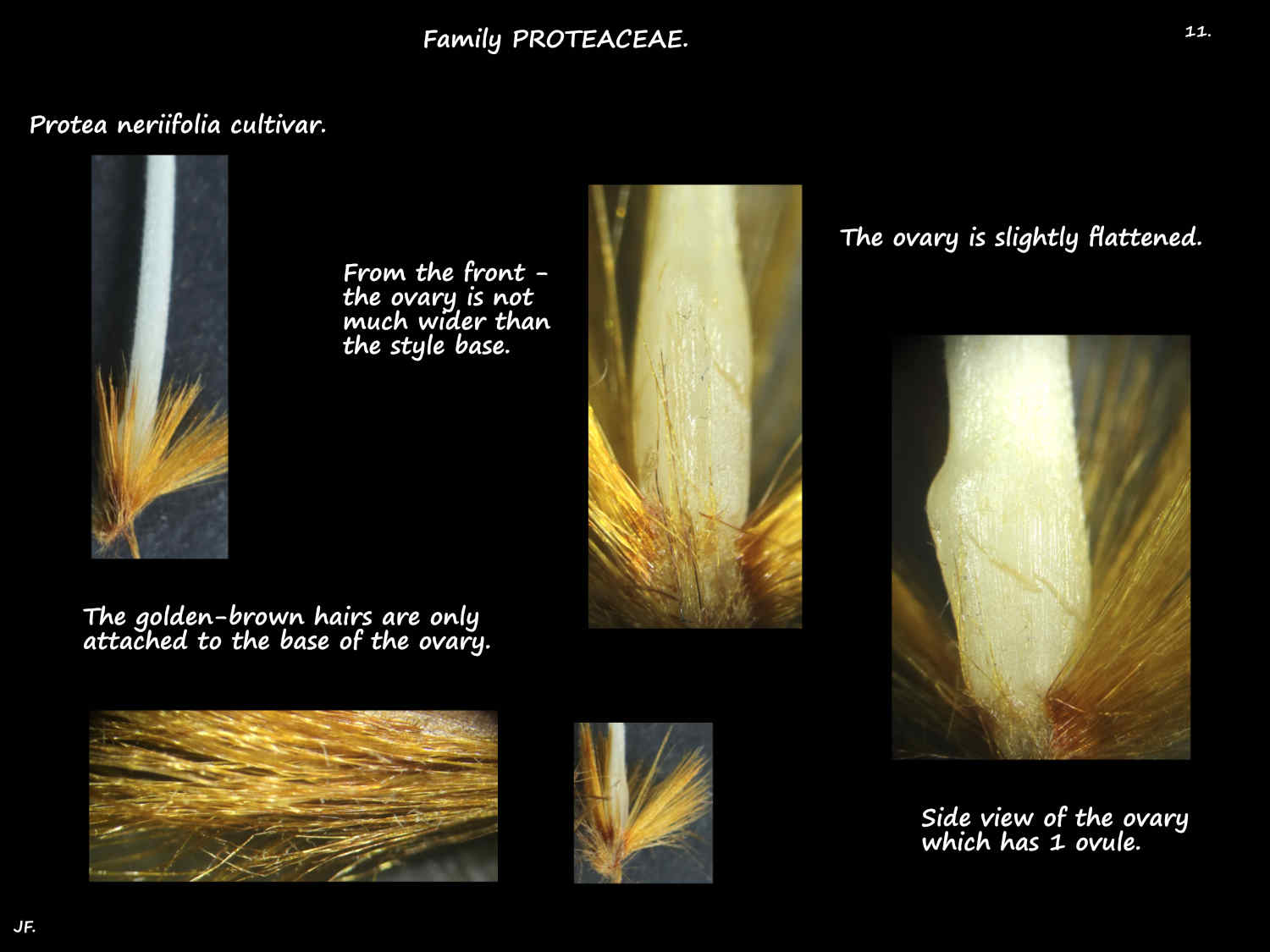 11 Protea neriifolia ovary