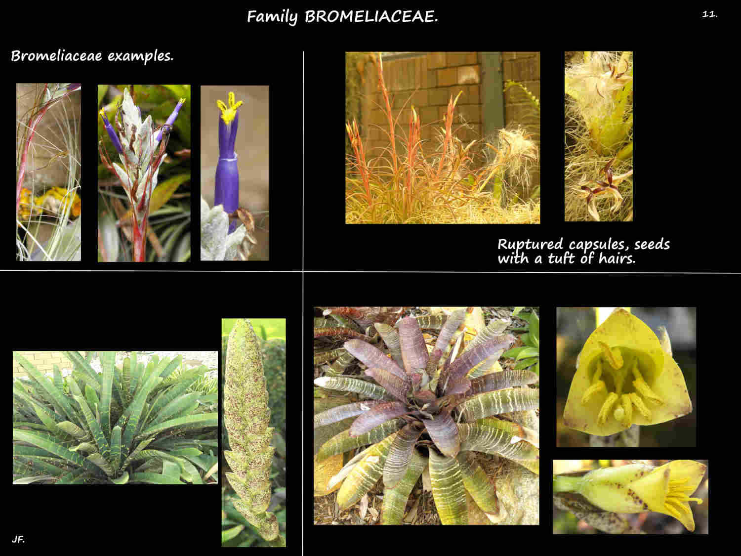 11 Some Bromeliaceae examples