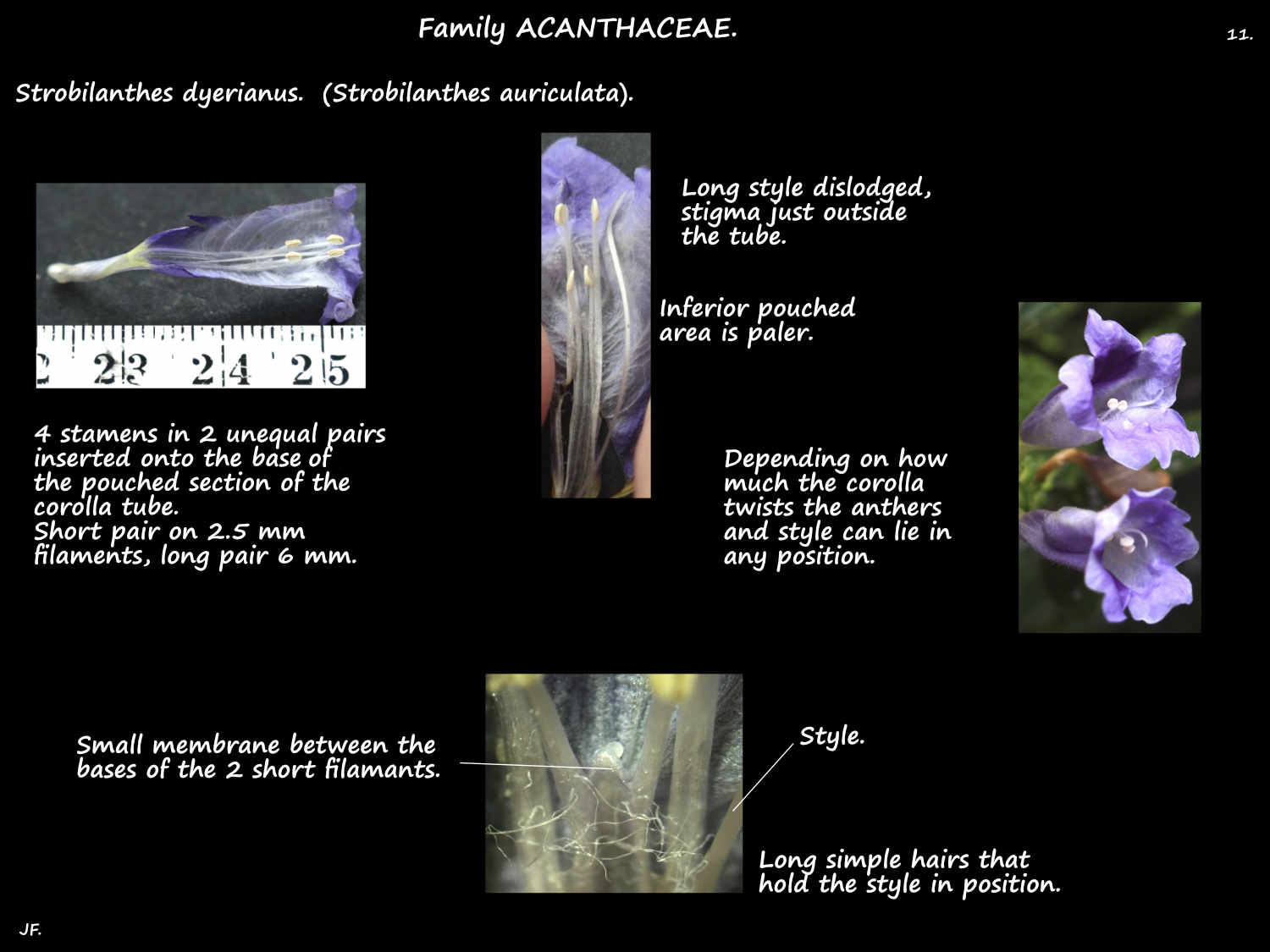 11 Strobilanthes dyerianus stamens