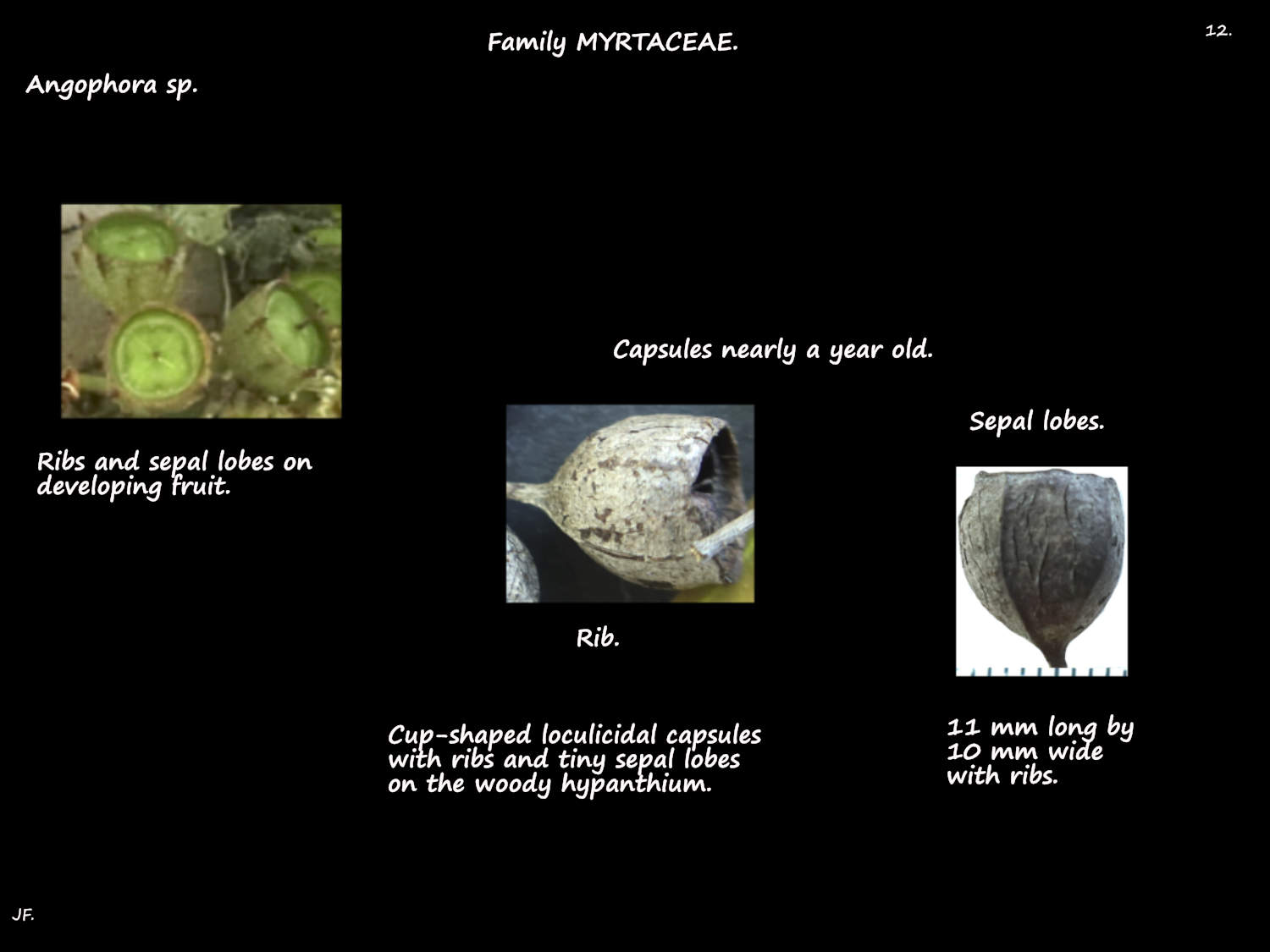 12 Angophora capsule