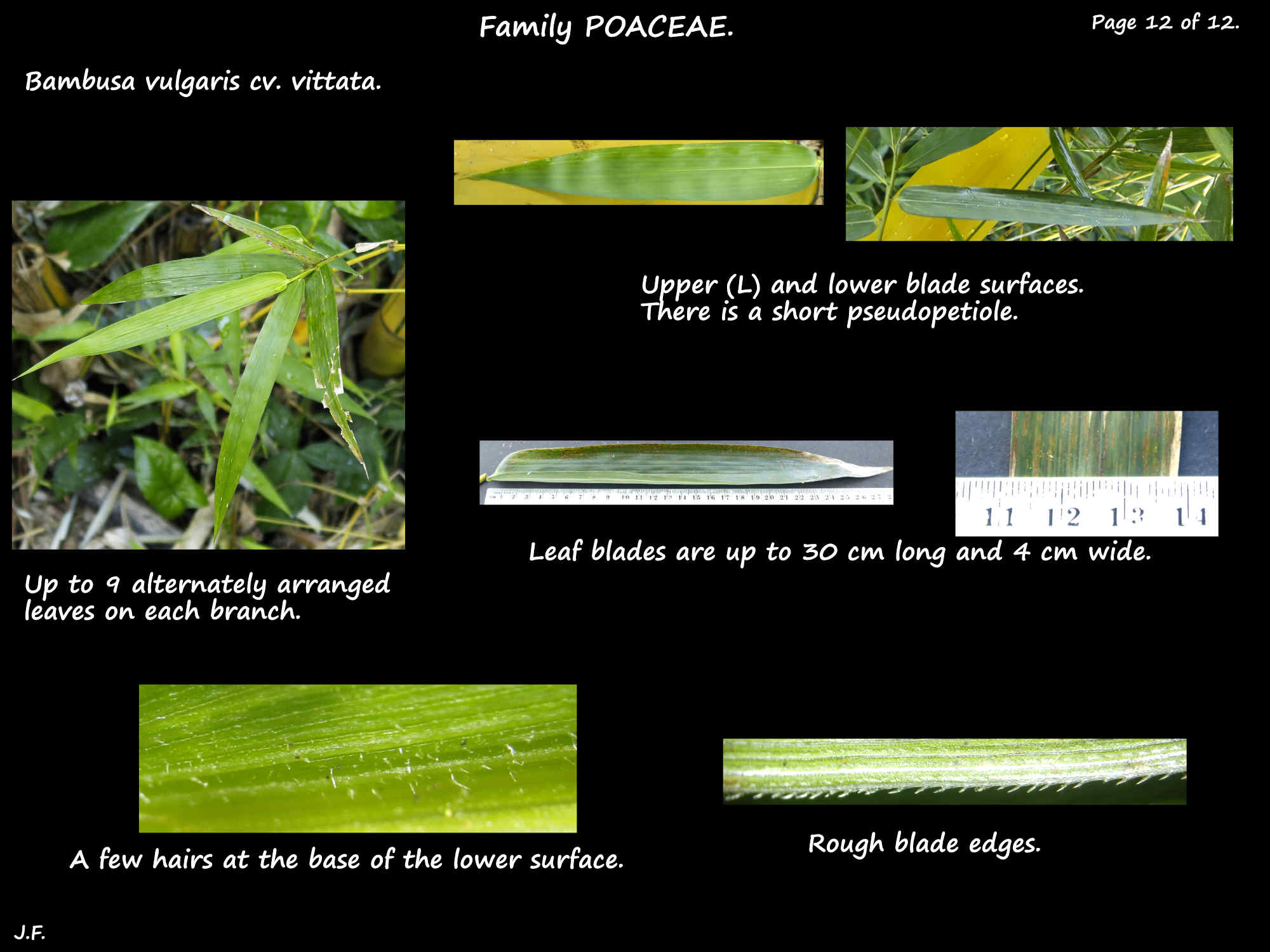 12 Bambusa vulgaris cv. vittata leaves