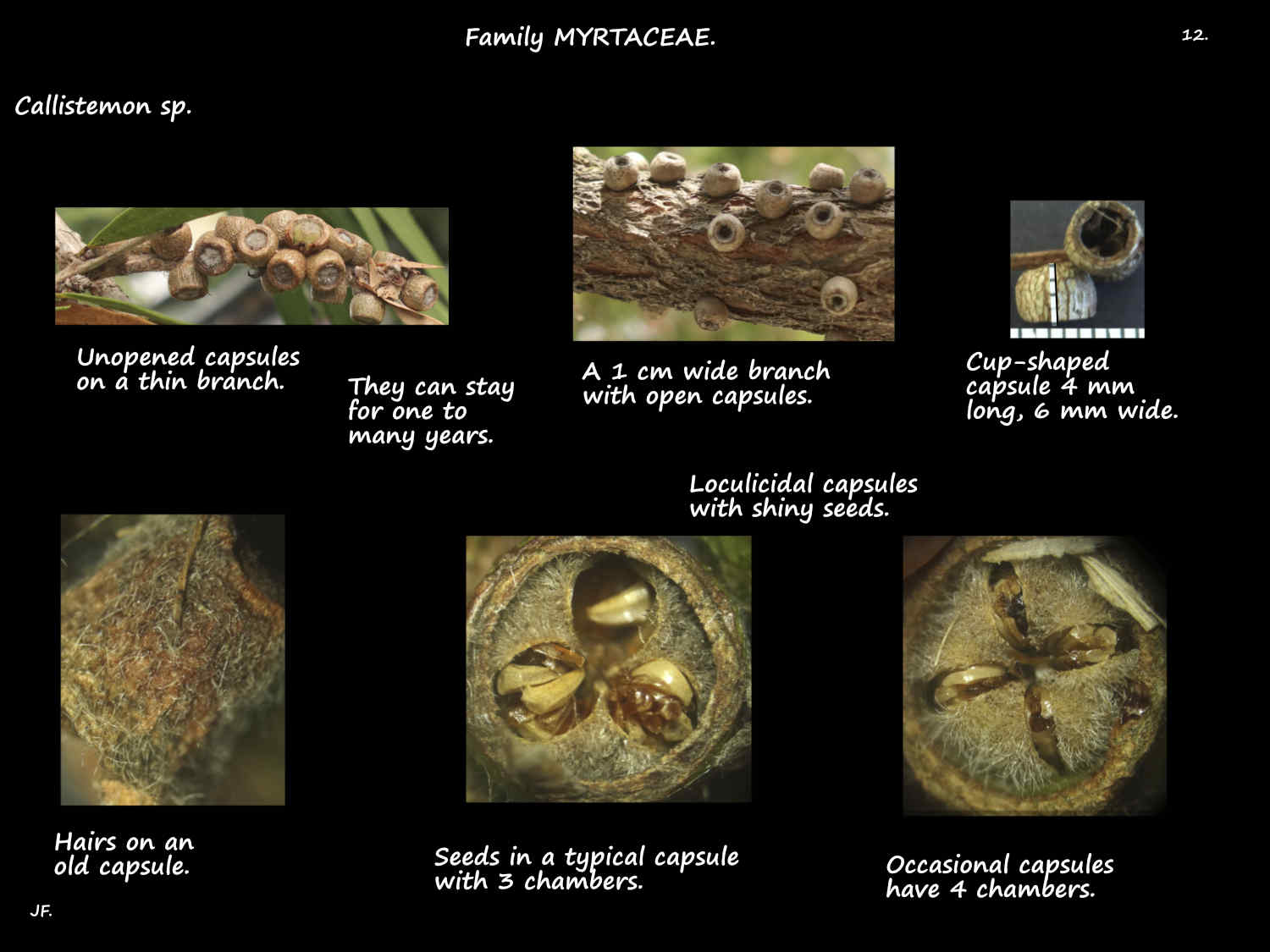 12 Callistemon loculicidal capsules