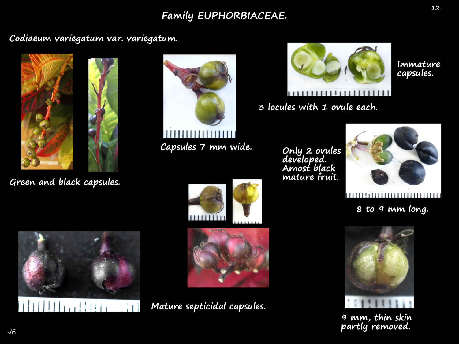 12 Codiaeum variegatum fruit