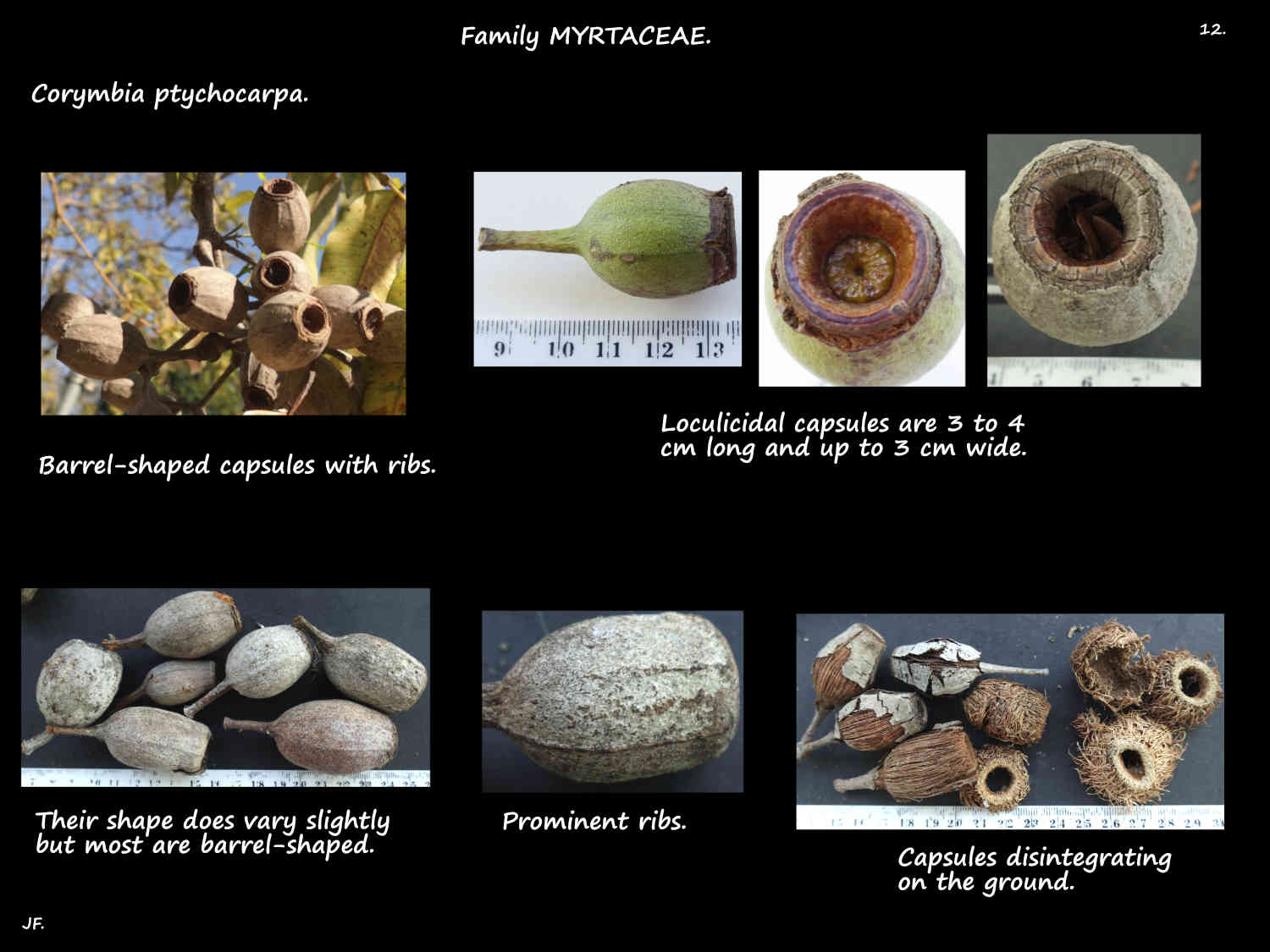 12 Corymbia ptychocarpa capsules