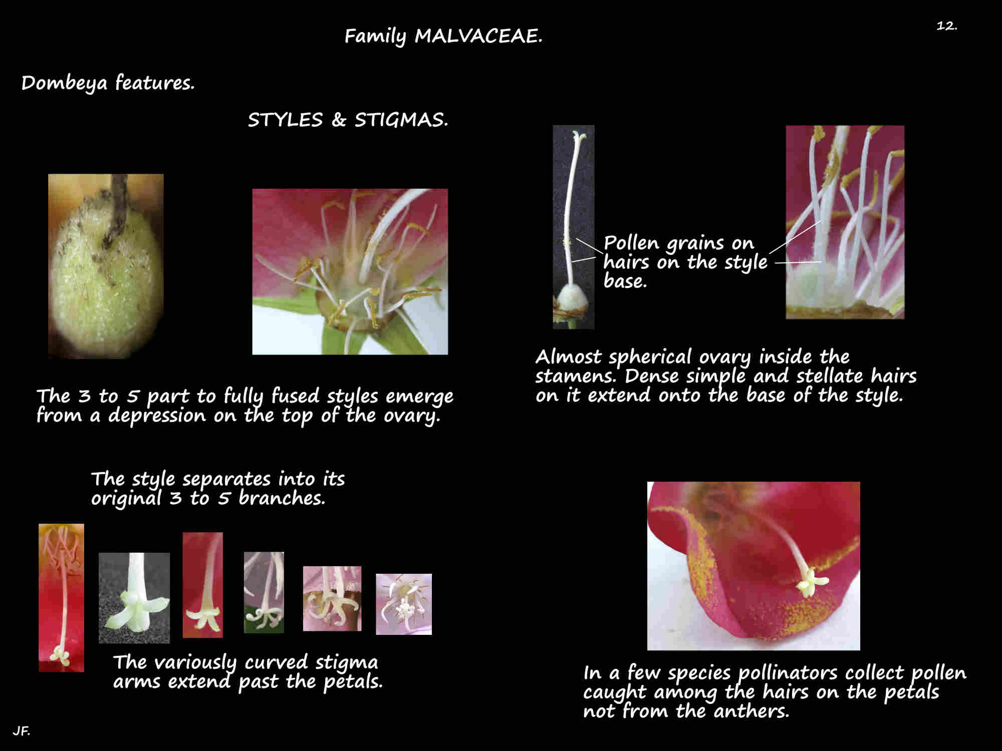 12 Dombeya styles & stigmas