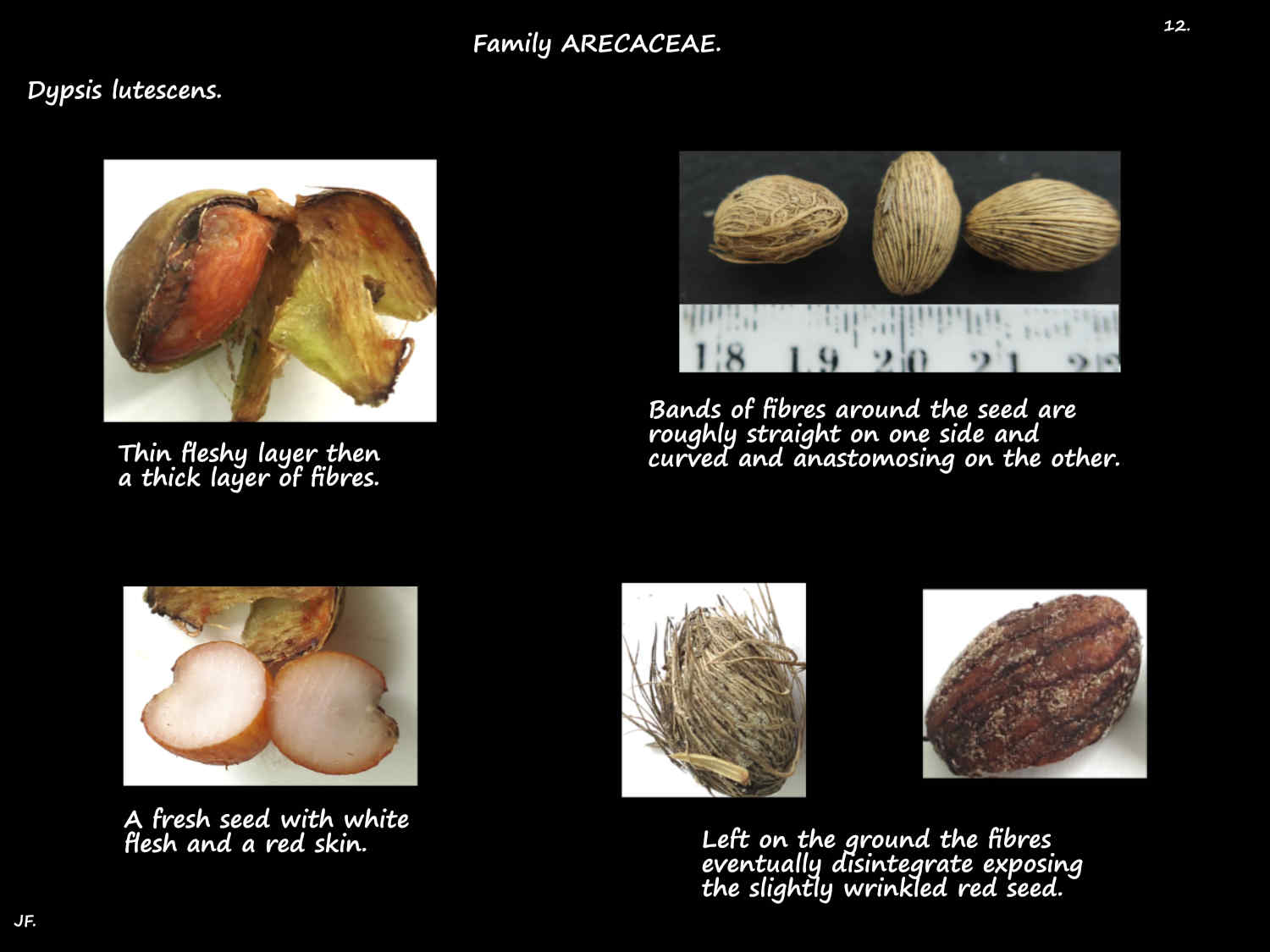 12 Dypsis lutescens seeds