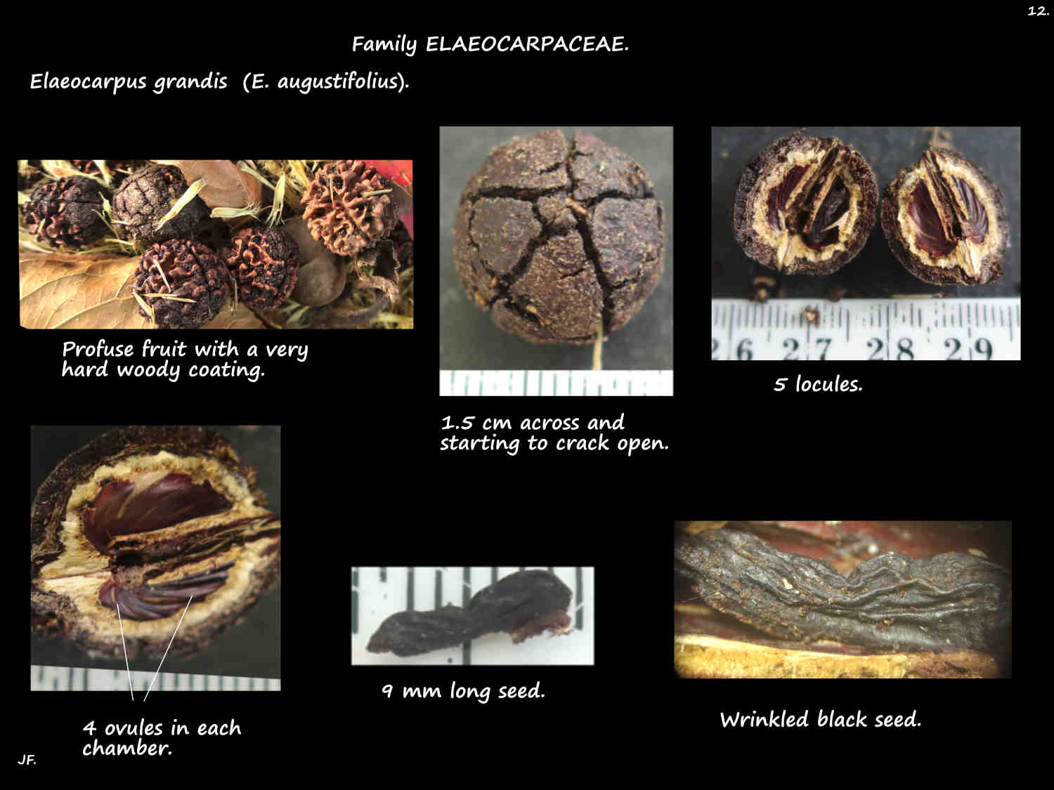 12 Elaeocarpus grandis fruit & seed
